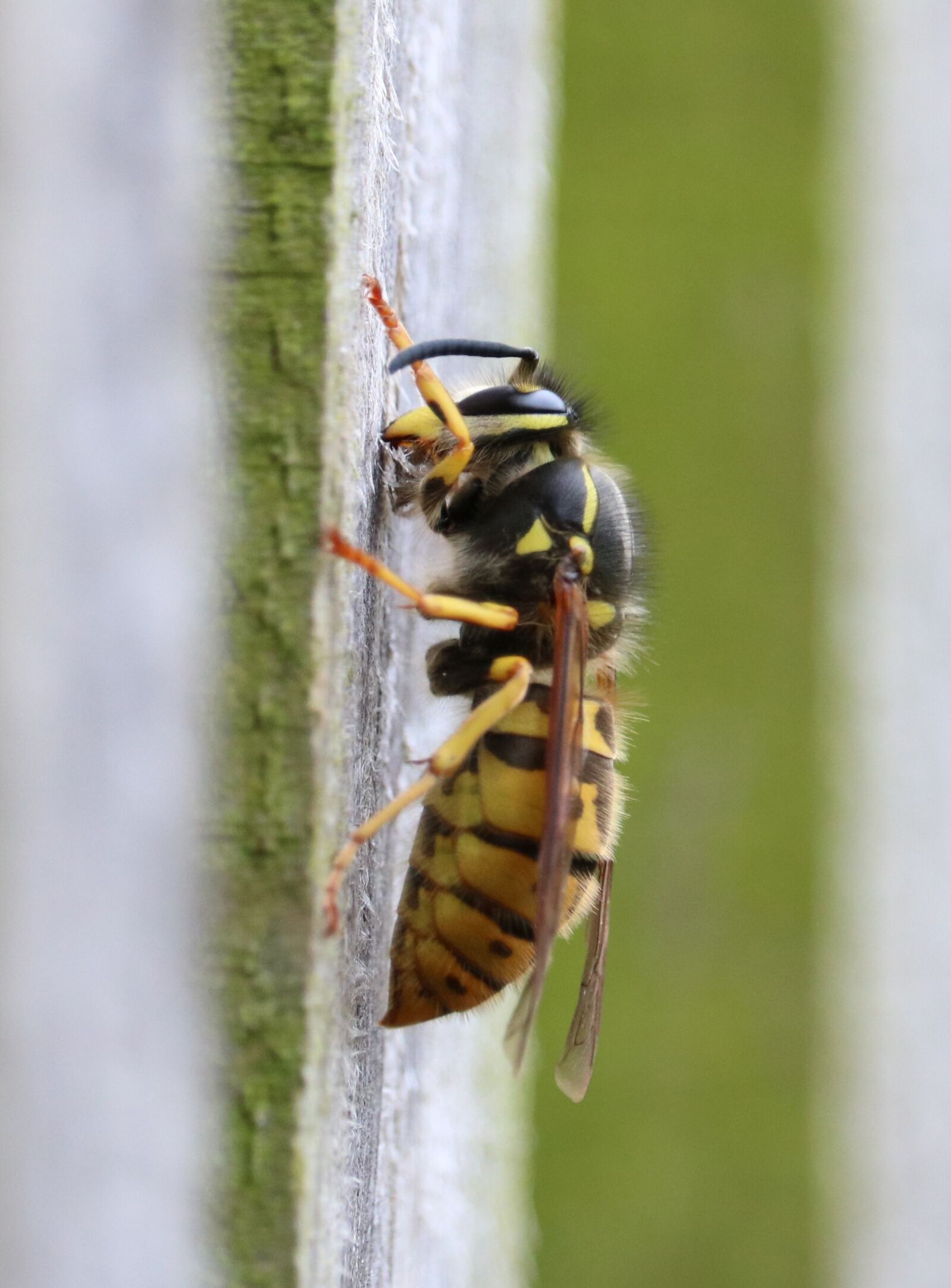 Canon EOS 750D (EOS Rebel T6i / EOS Kiss X8i) sample photo. Wasp, nest building, yellow photography
