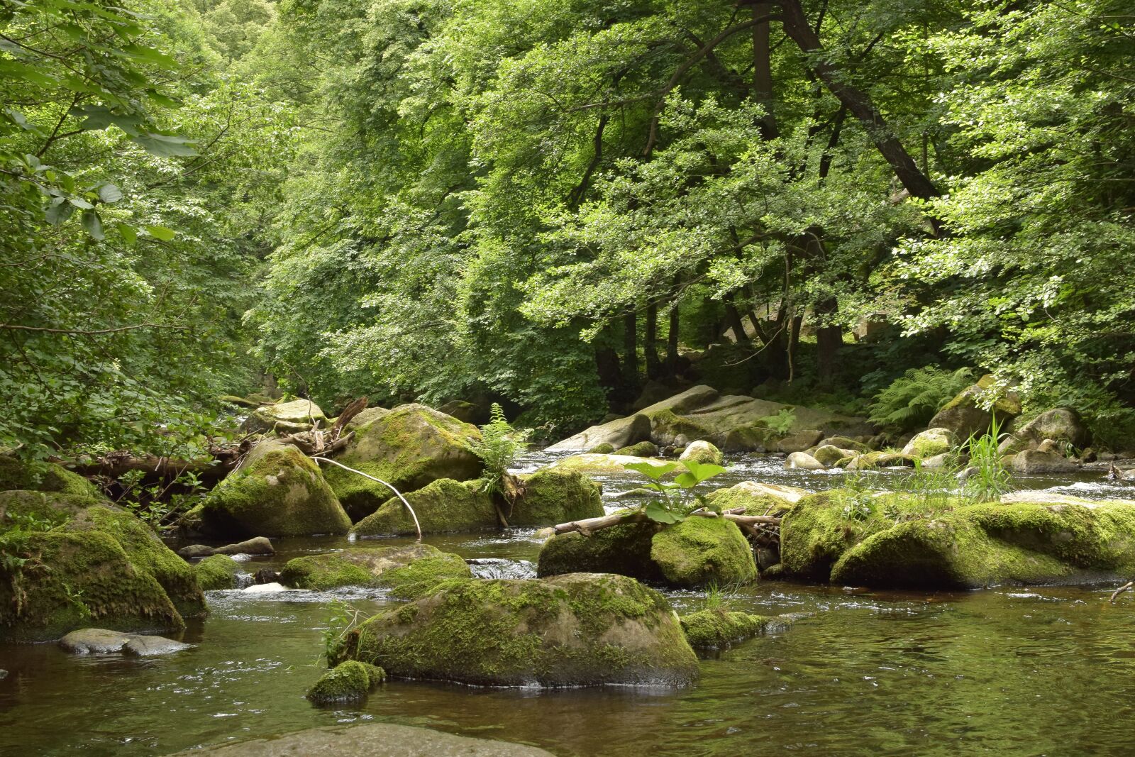 Nikon D5300 sample photo. Bode, river, water photography