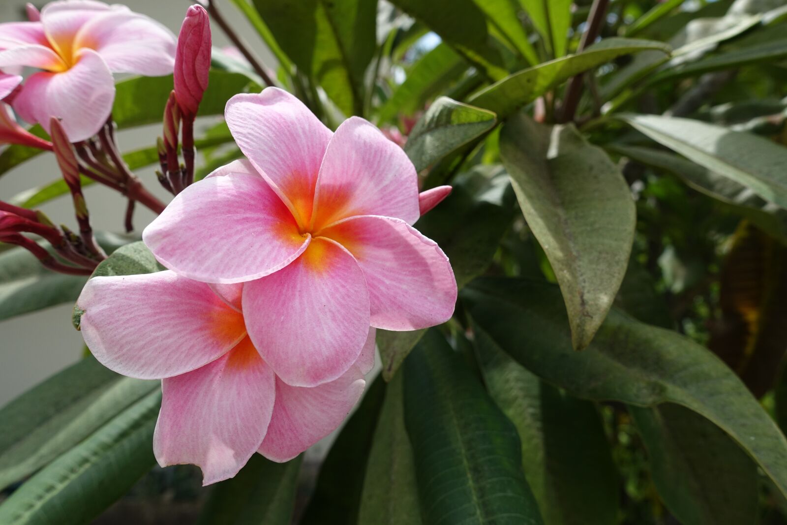 Sony Cyber-shot DSC-RX100 III sample photo. Flower, pink, flowers photography