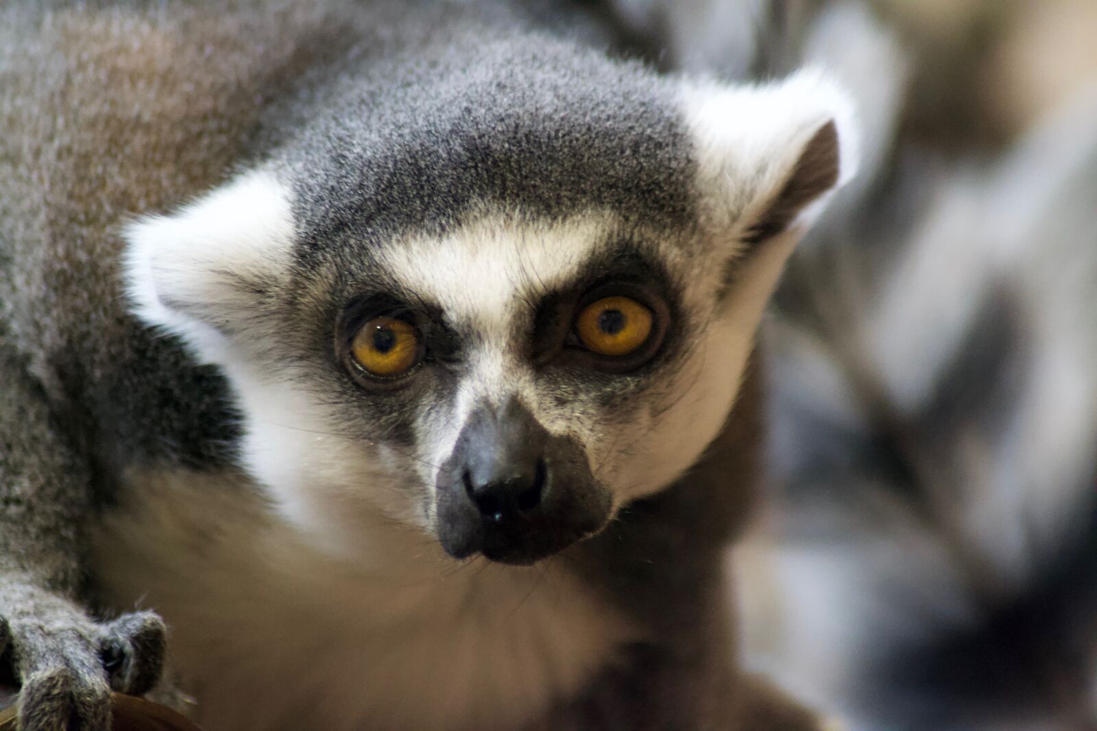 Nikon D3100 sample photo. Mammal, animal world, animal photography