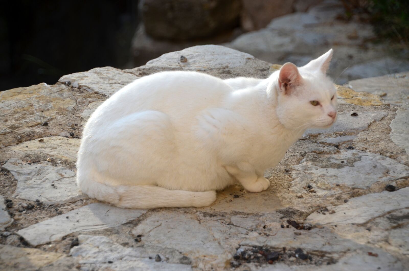 Nikon D5100 sample photo. Cat, white, pet photography