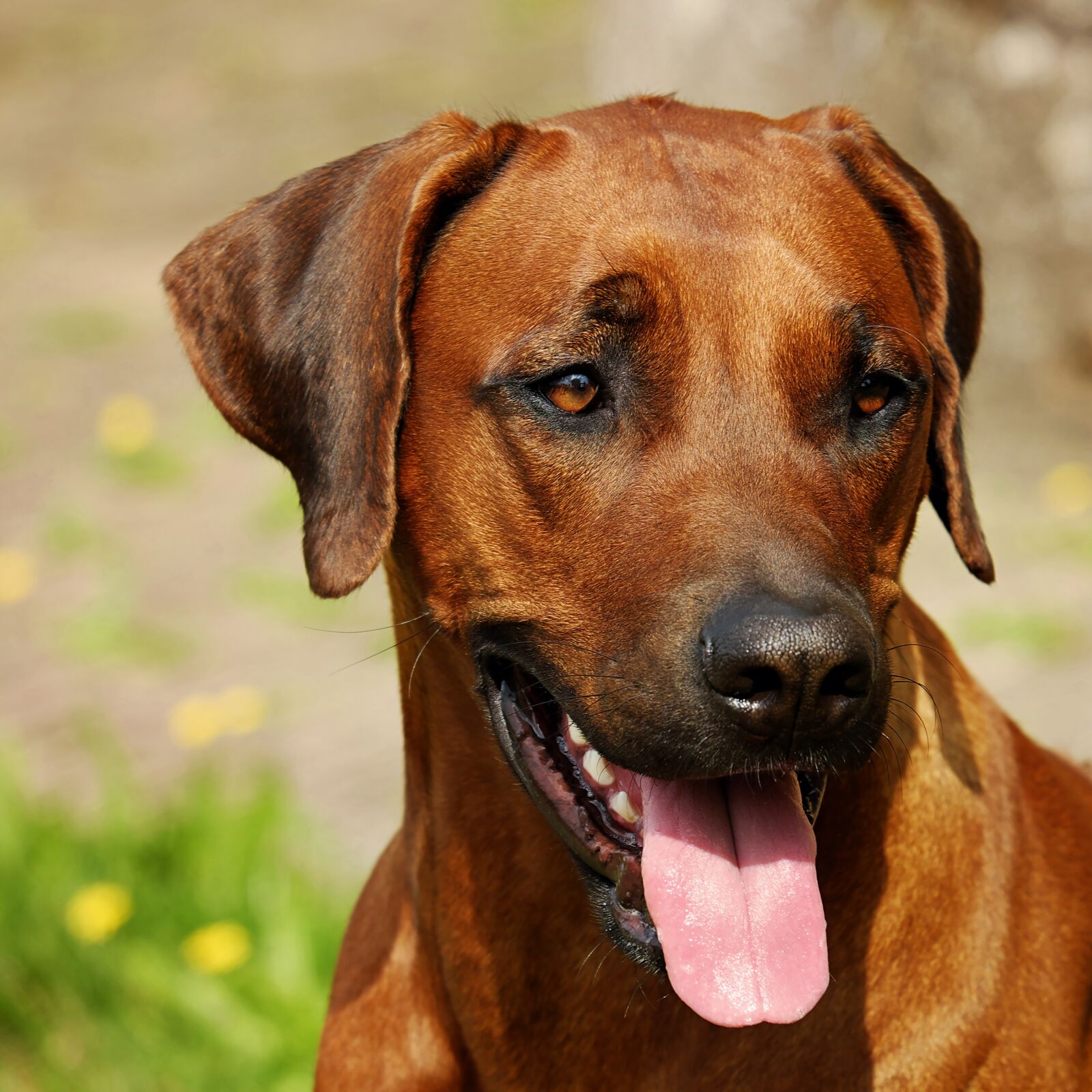 Fujifilm XF 55-200mm F3.5-4.8 R LM OIS sample photo. Rhodesian ridgeback, dog, fur photography