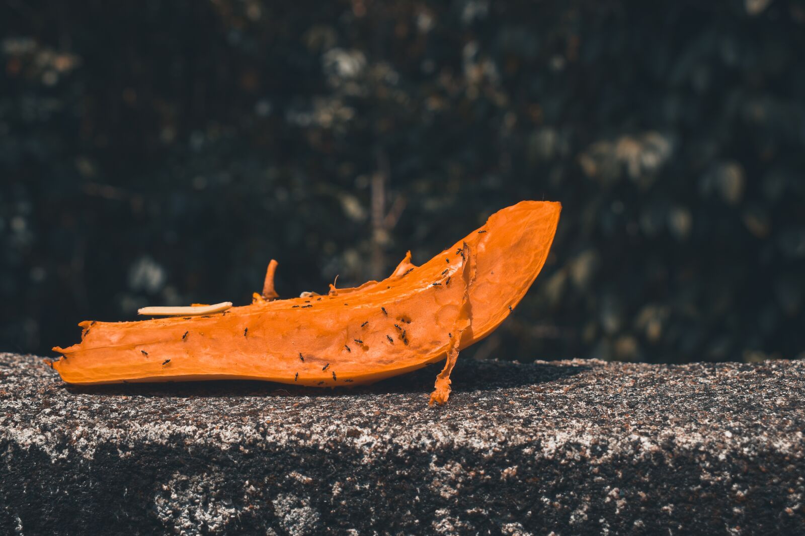 Nikon D3500 sample photo. Papaya, nature, fruit photography