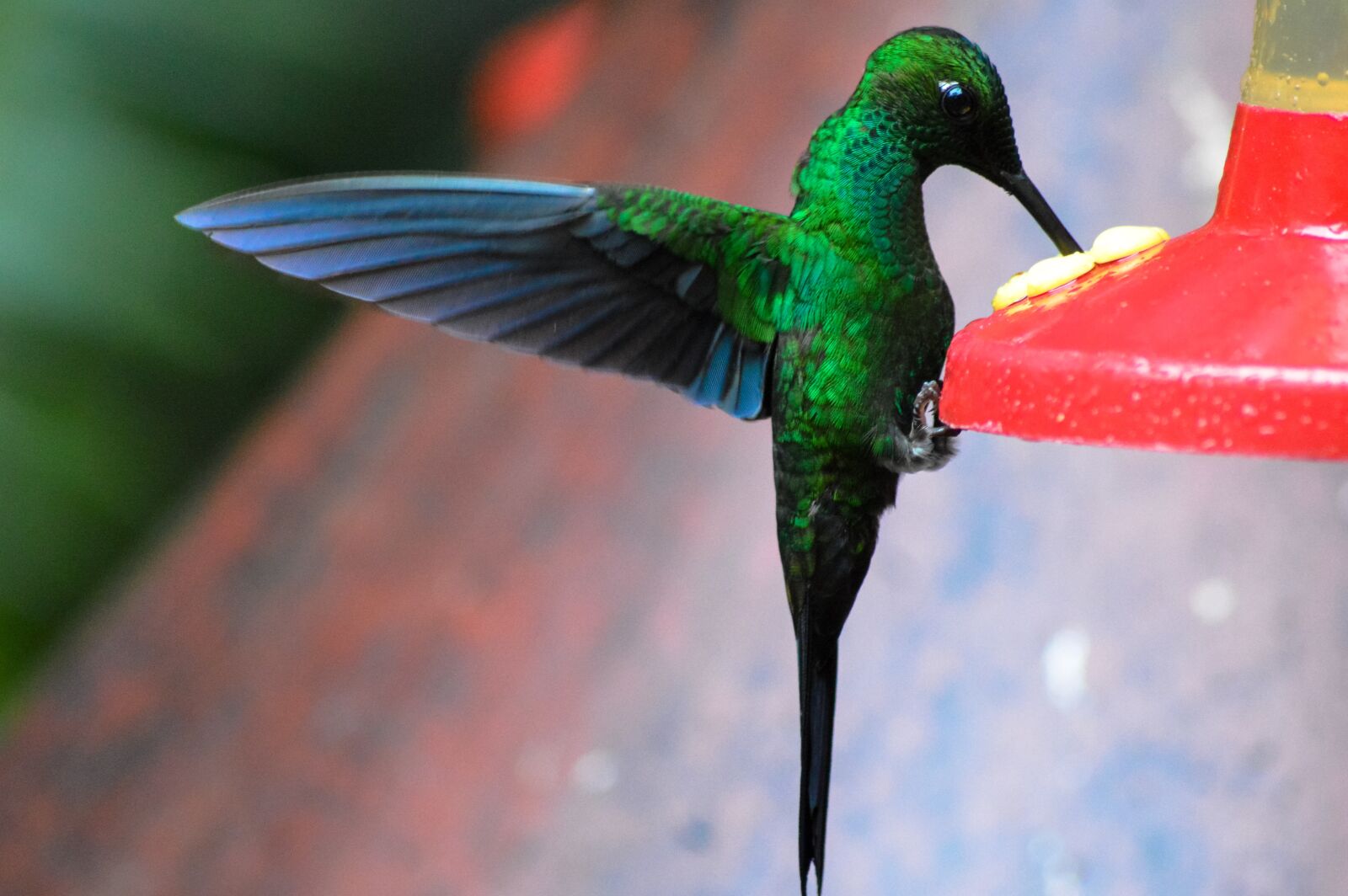 Nikon D3200 sample photo. Humming, bird, wildlife photography