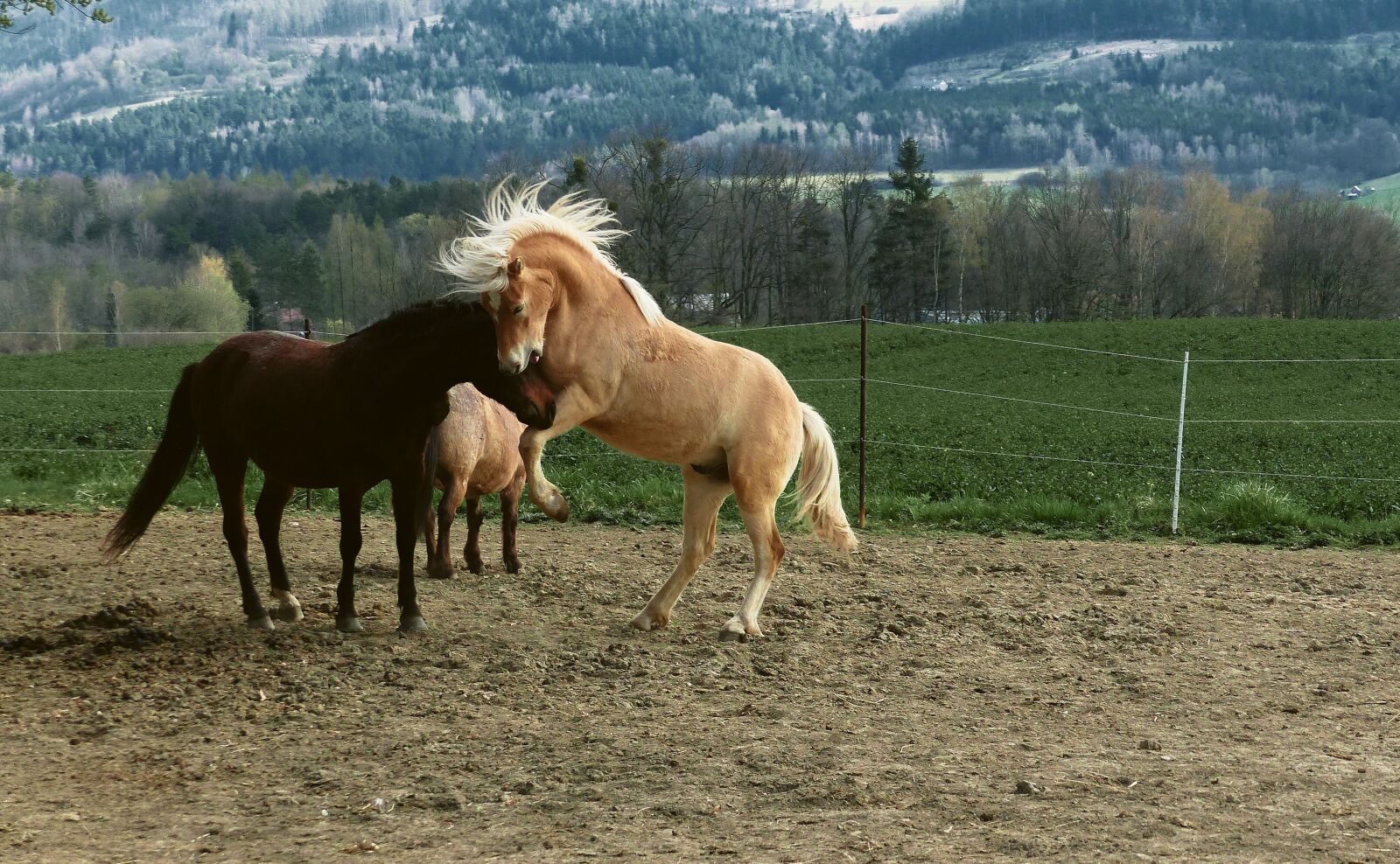 Panasonic Lumix DMC-FZ200 sample photo. Horse, fauna, animal photography