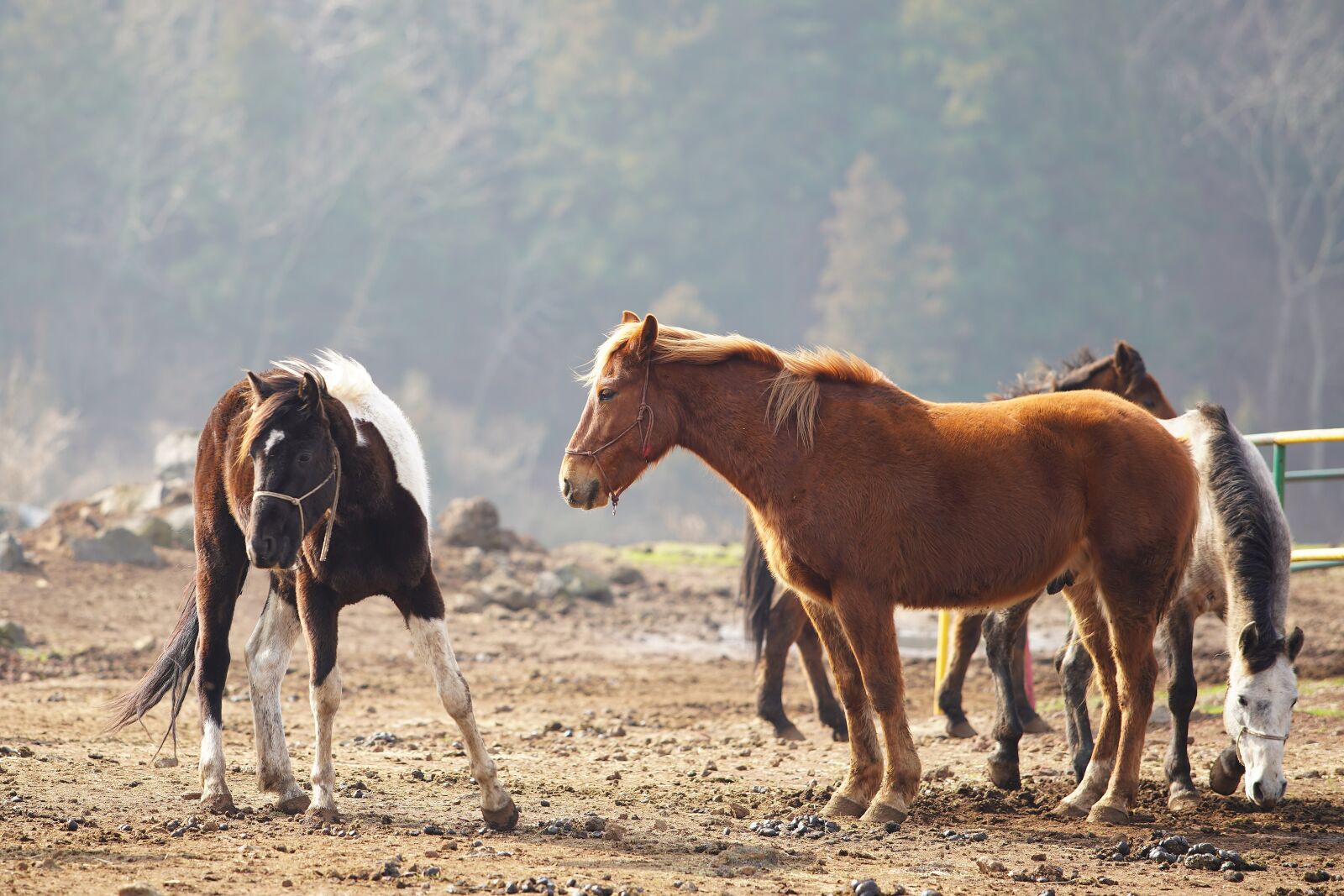 Canon EF 70-200mm F2.8L USM sample photo. Horse, ranch, animal photography