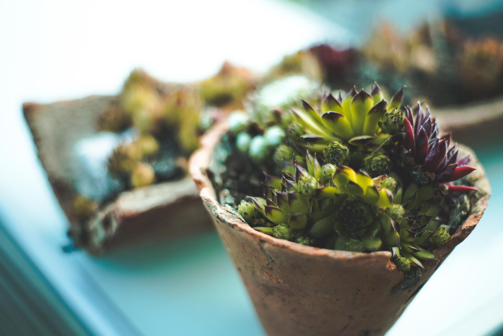 Canon EOS 6D Mark II sample photo. Green, plant, nature photography