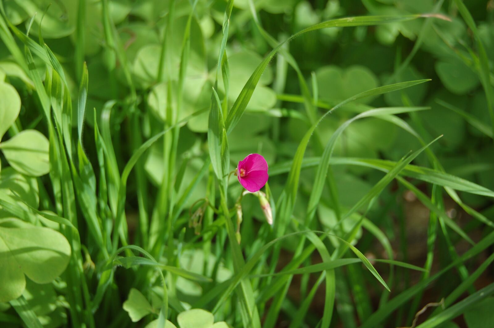 Nikon D40 sample photo. Grass, plant, flower photography