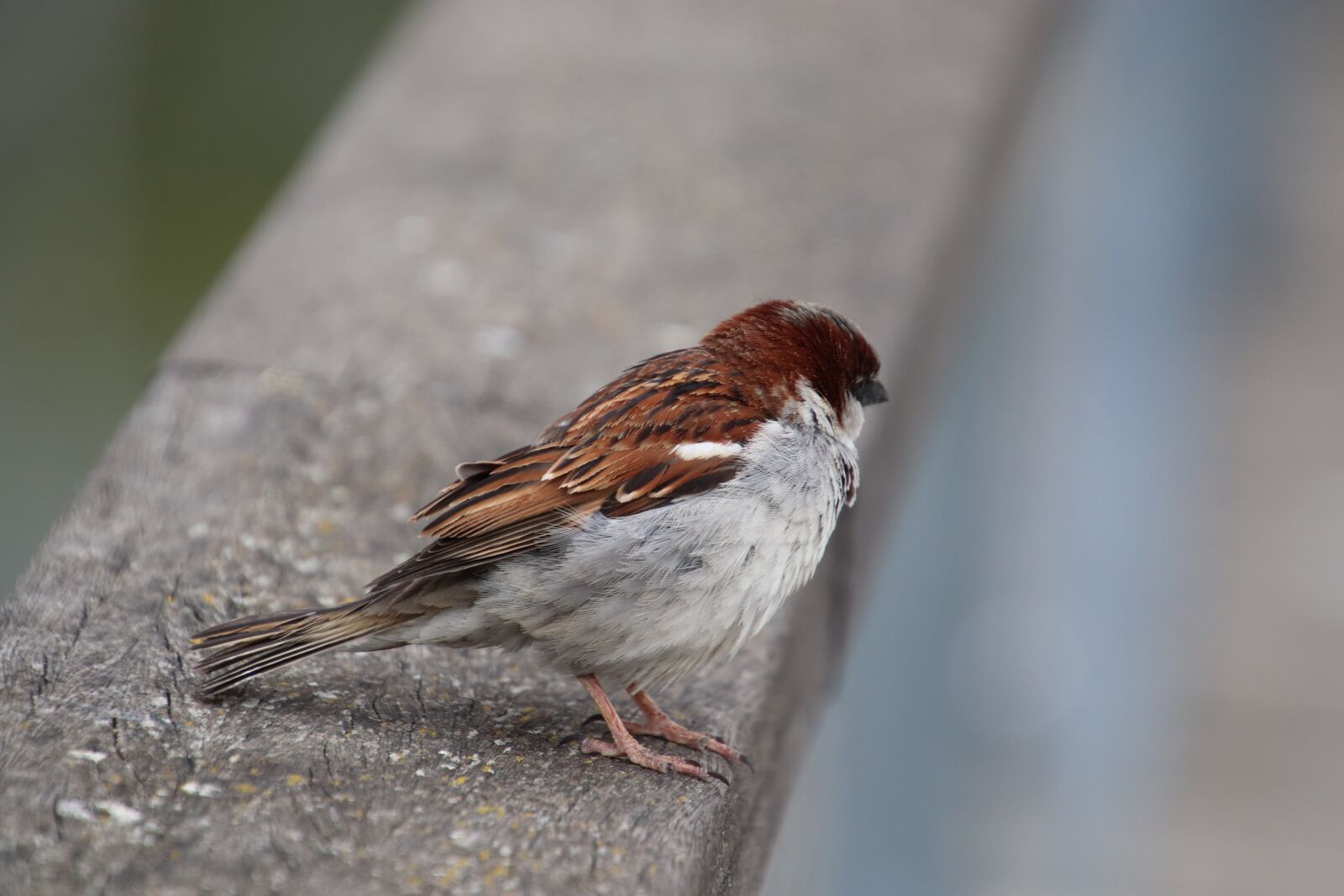 Canon EOS 800D (EOS Rebel T7i / EOS Kiss X9i) sample photo. Moineau friquet, birds, sparrows photography