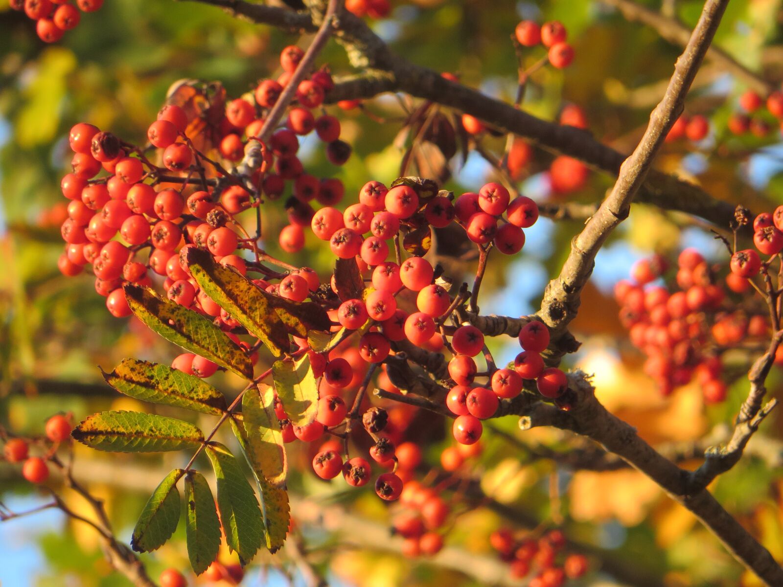 Canon PowerShot SX270 HS sample photo. Autumn, sun, fall color photography