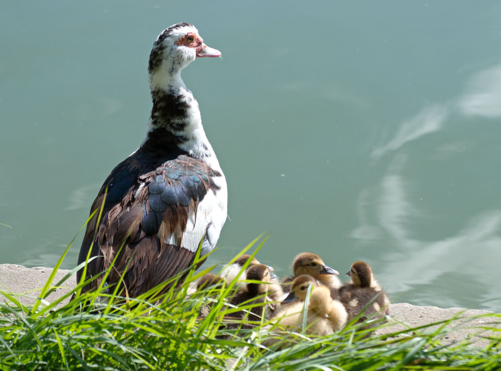 Nikon D5300 sample photo. Bird, duck, moving photography