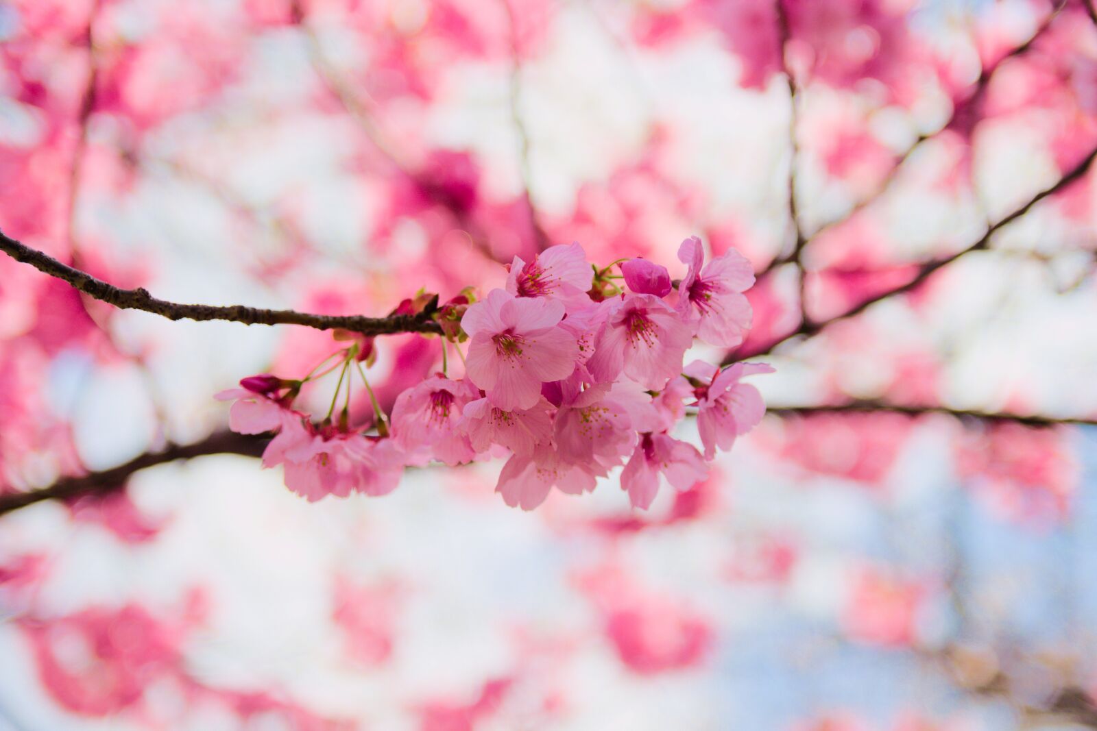 Canon EOS 700D (EOS Rebel T5i / EOS Kiss X7i) sample photo. Cherry, flower, branch photography