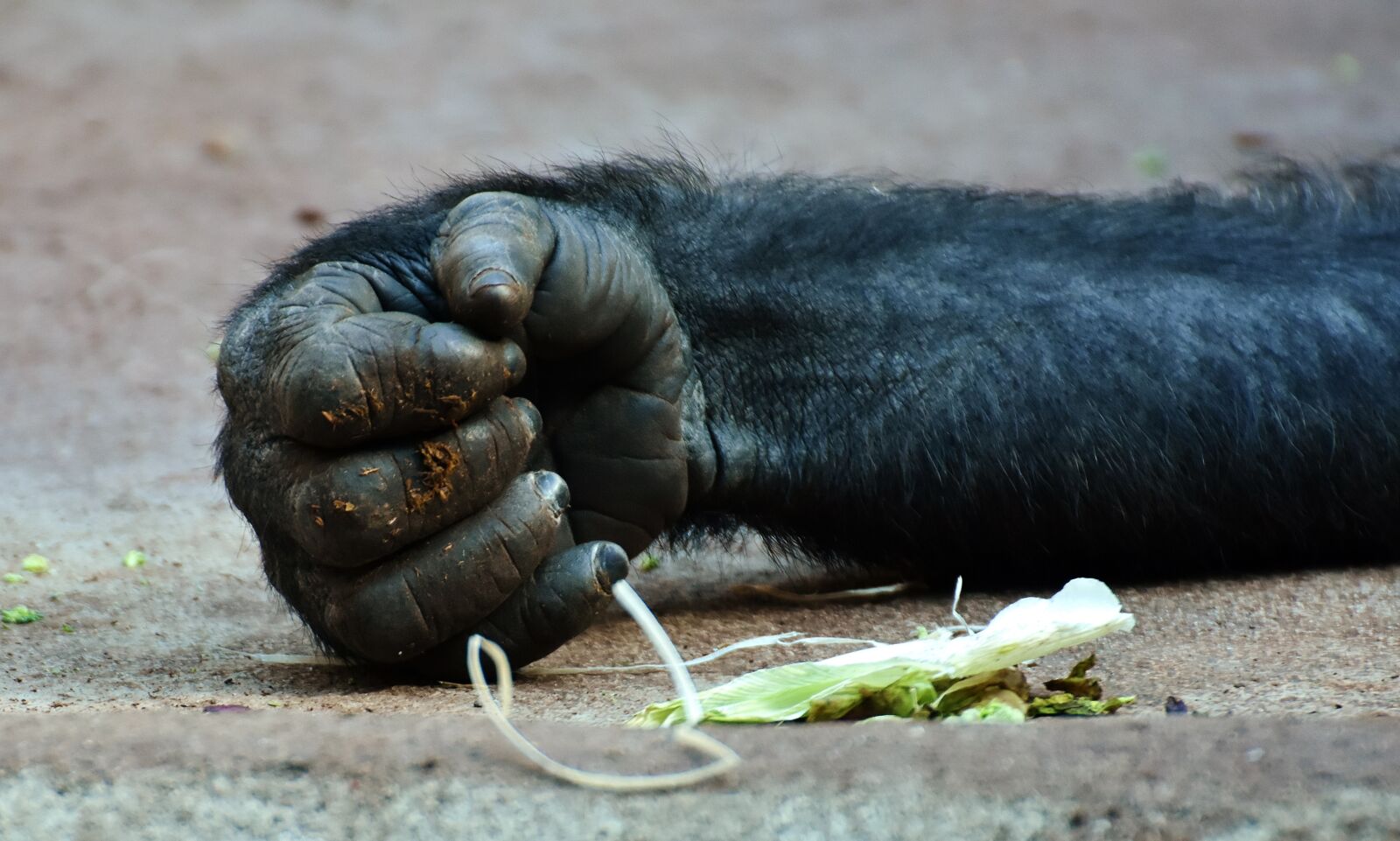 Nikon D7200 sample photo. Gorilla, monkey, hand photography