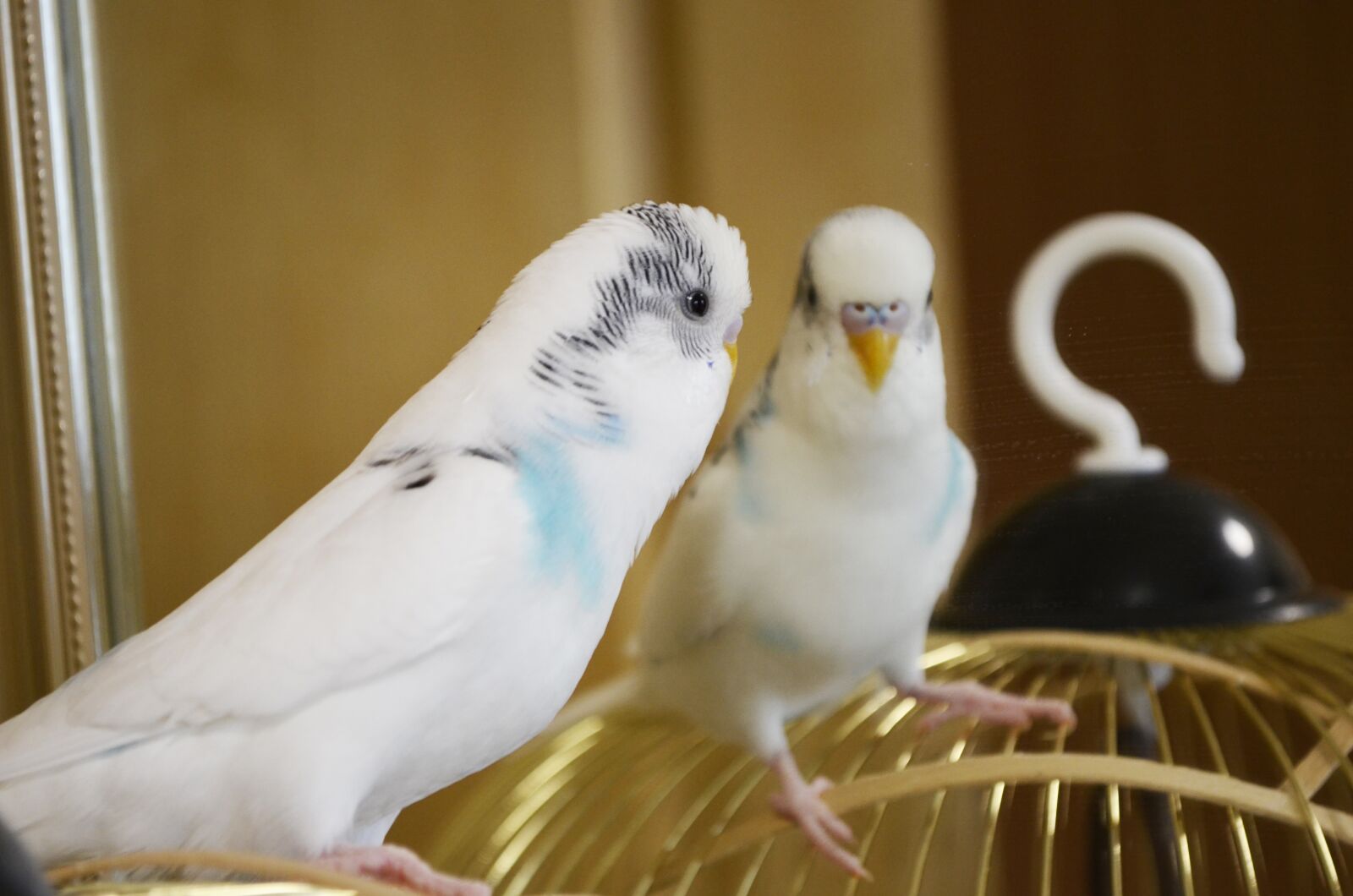Nikon D5100 sample photo. Birdie, parrot, wavy photography