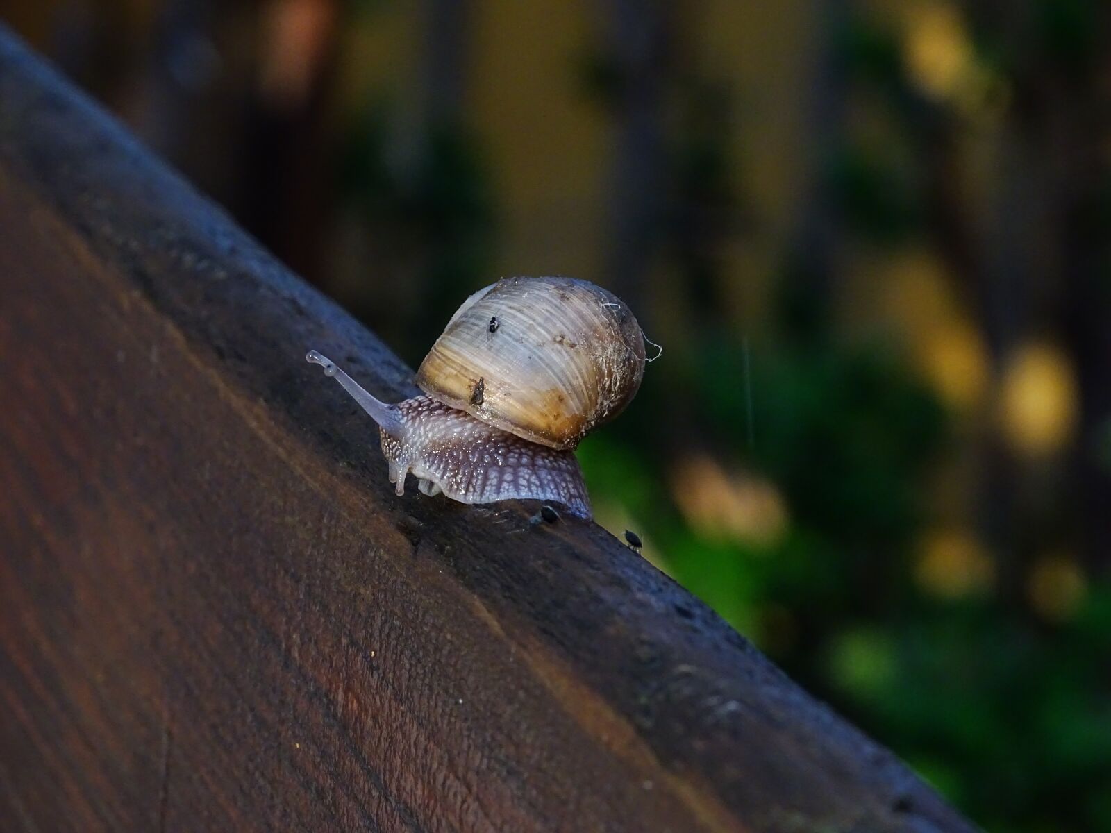 Sony Cyber-shot DSC-HX350 sample photo. Snail, nature, creepy crawlies photography