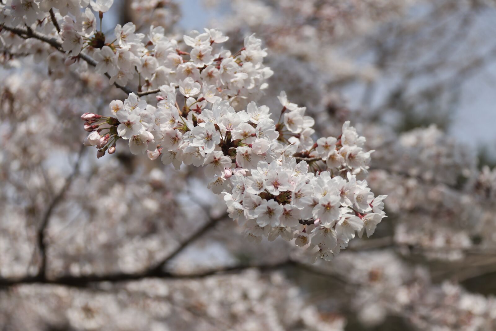 Canon EF-S 18-200mm F3.5-5.6 IS sample photo. Cherry, blossom, pink photography
