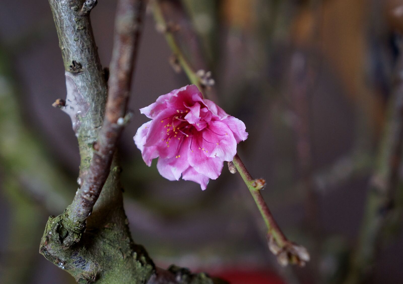 Sony Alpha NEX-F3 + Sony E 18-55mm F3.5-5.6 OSS sample photo. Cherry flowers, spring, tet photography