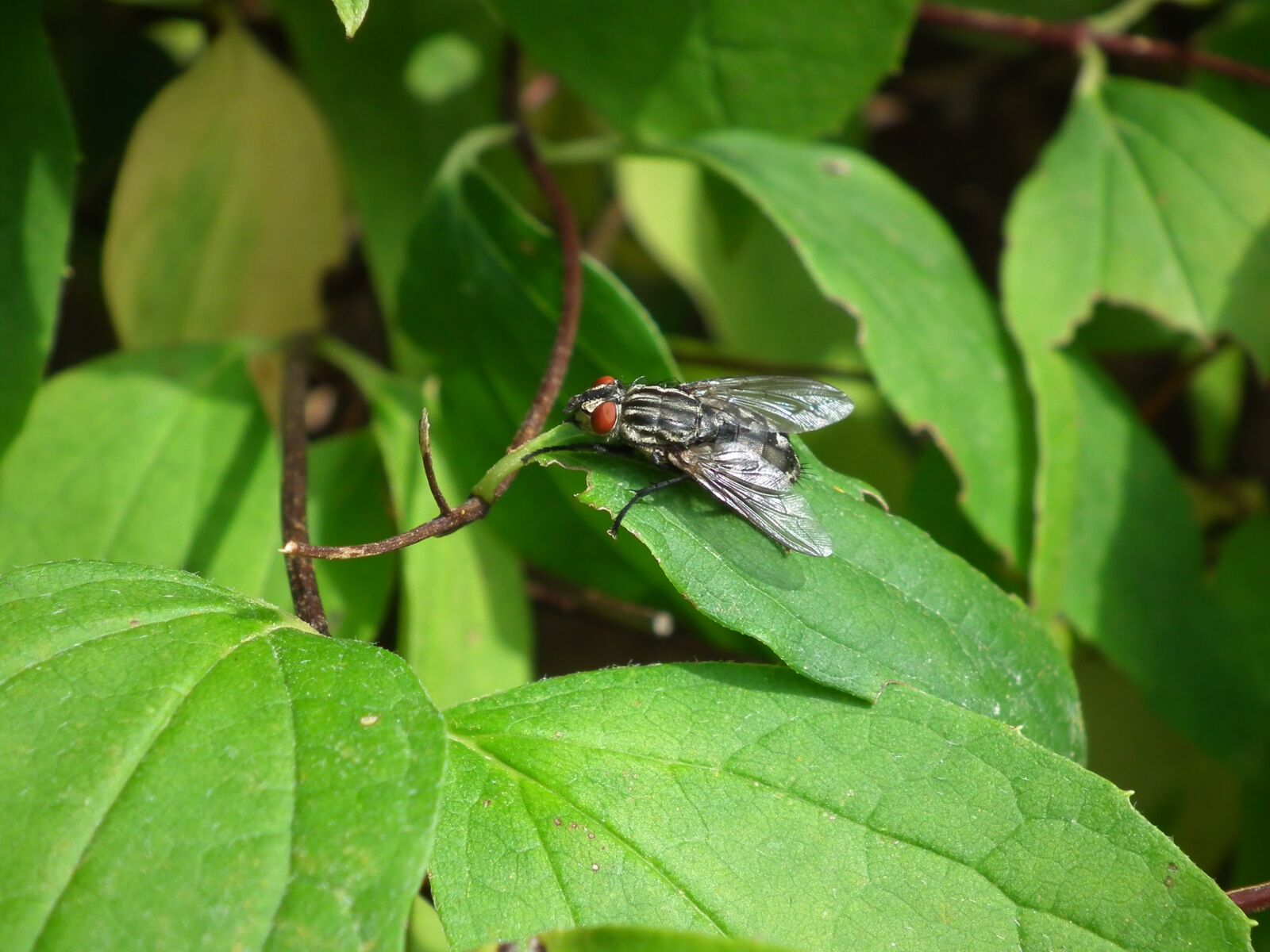 FujiFilm FinePix HS10 (FinePix HS11) sample photo. Fly, insect, on leaf photography