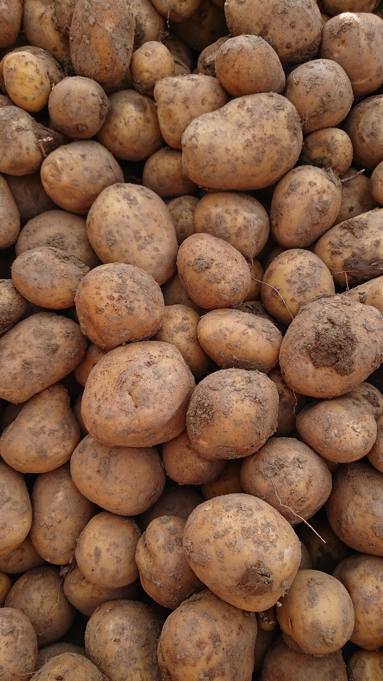 Sony Xperia XZ2 Compact sample photo. Potato, potatoes photography