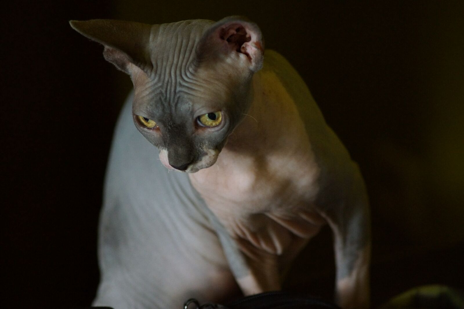 Sony SLT-A65 (SLT-A65V) sample photo. Cat, sphynx, look photography