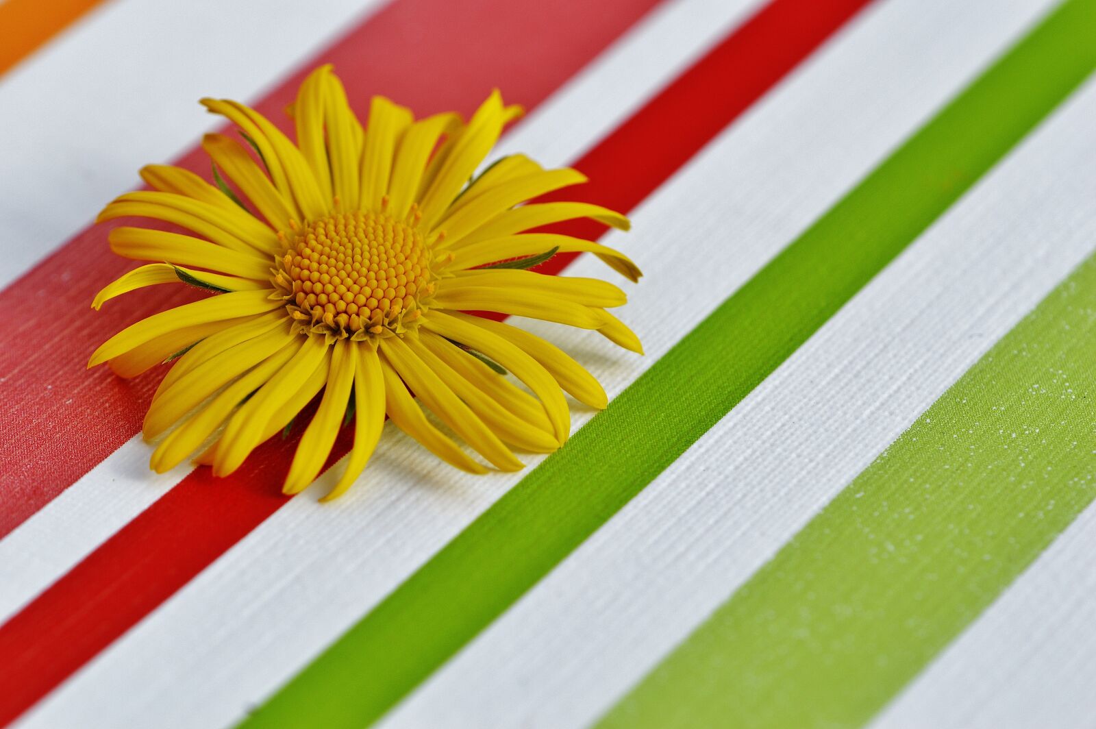 Nikon D3200 sample photo. Flower, spring, yellow photography