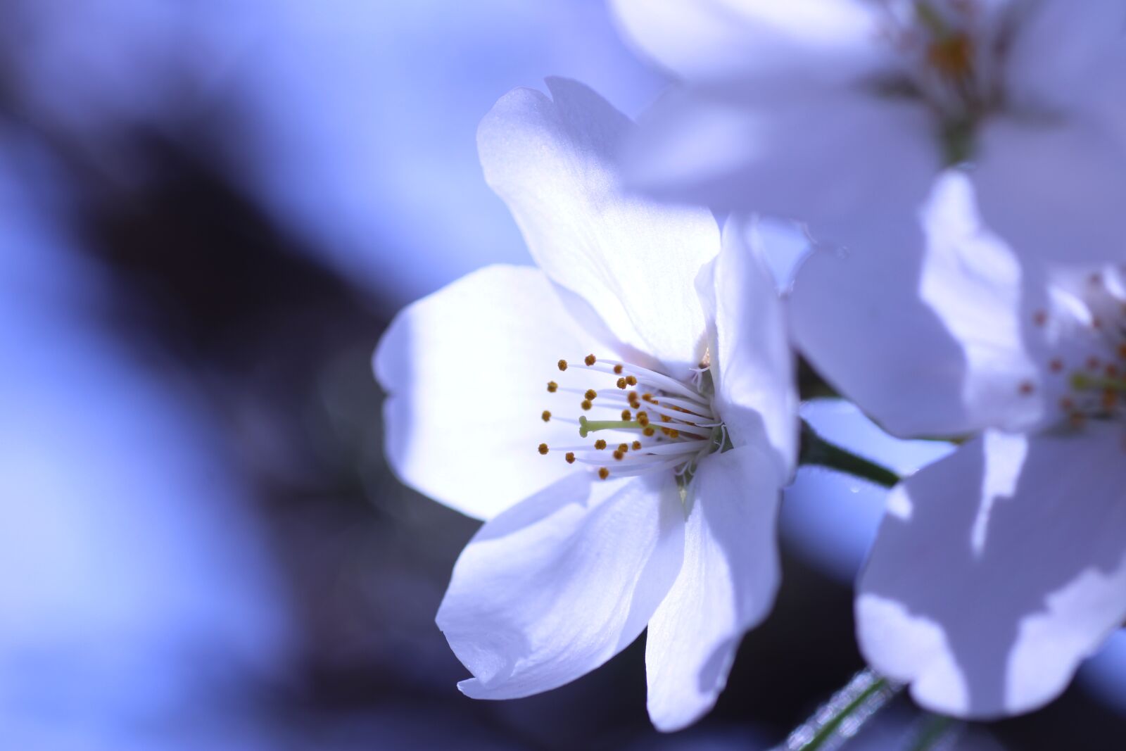 Sigma 70mm F2.8 EX DG Macro sample photo. Sakura, cherry blossom, spring photography