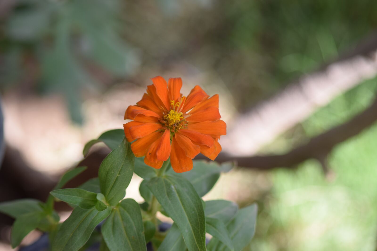 Nikon D5300 sample photo. Iraq, diyala, nature photography