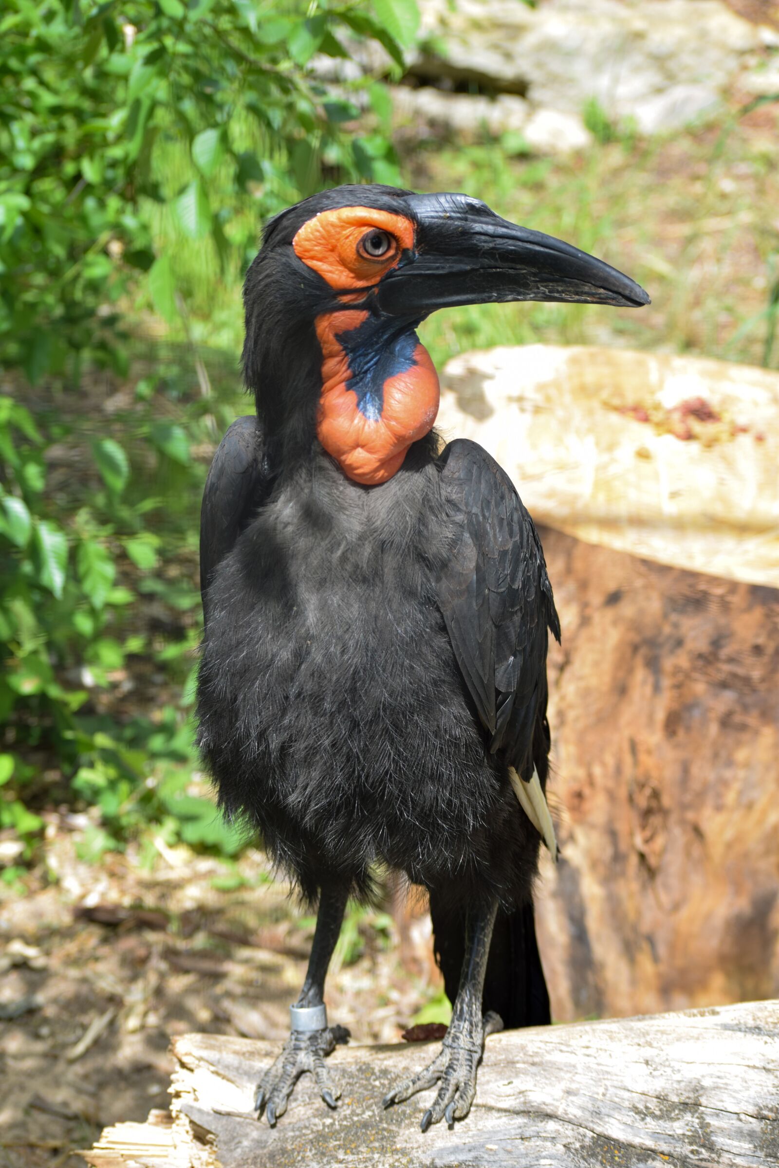 Nikon D3300 sample photo. Southern ground hornbill, hornbill photography
