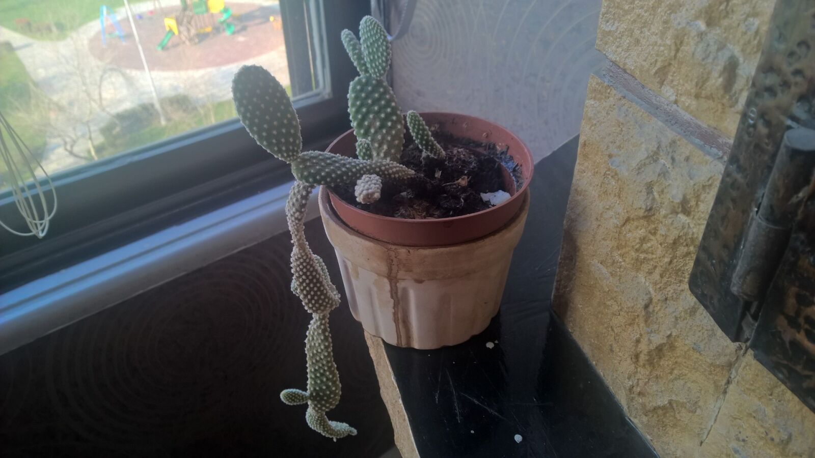 Nokia Lumia 1520 sample photo. Cactus, plant photography