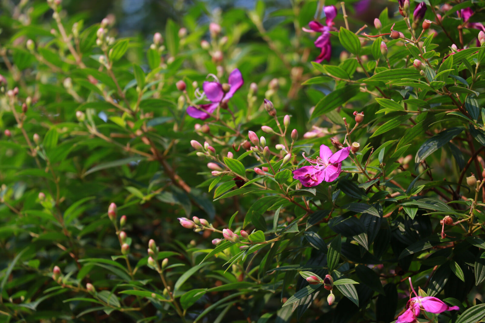 Canon EOS 760D (EOS Rebel T6s / EOS 8000D) sample photo. F photography