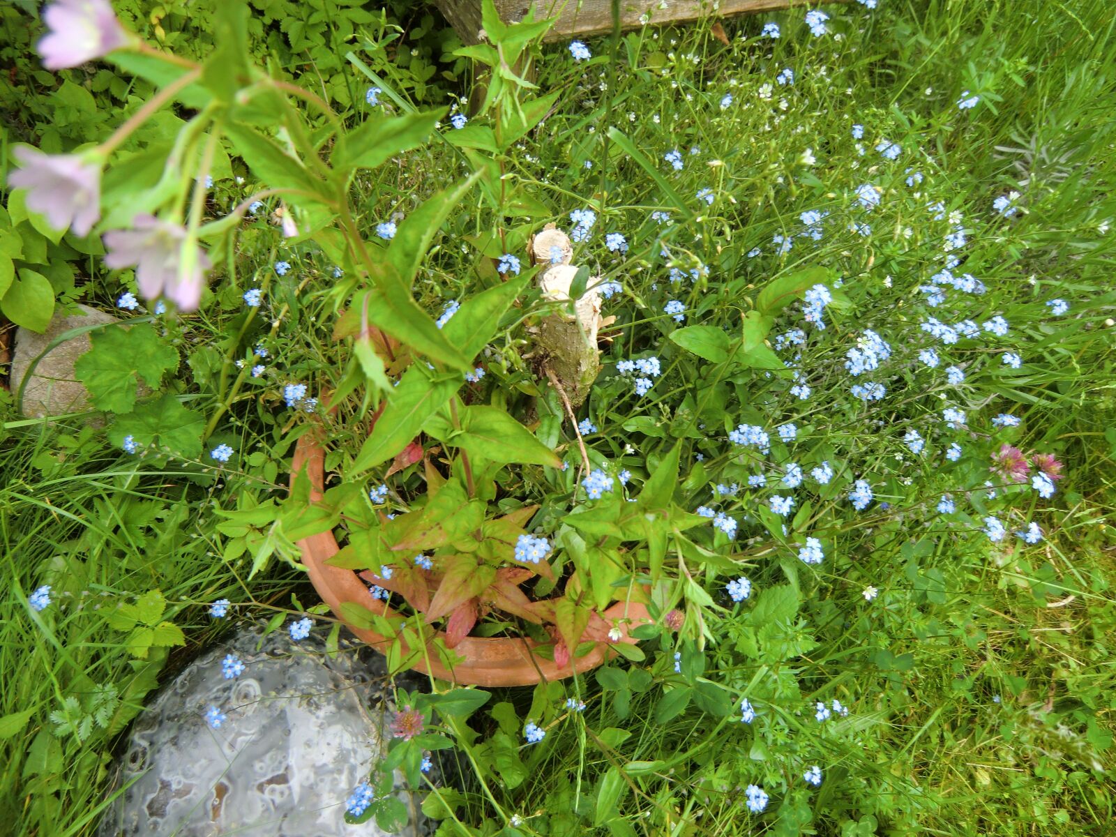 CASIO EX-H15 sample photo. Blue, fill, flowers photography