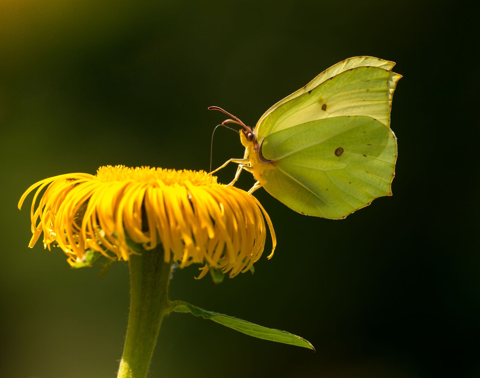 Nikon D800E sample photo. Butterfly, flower, cabbage white photography