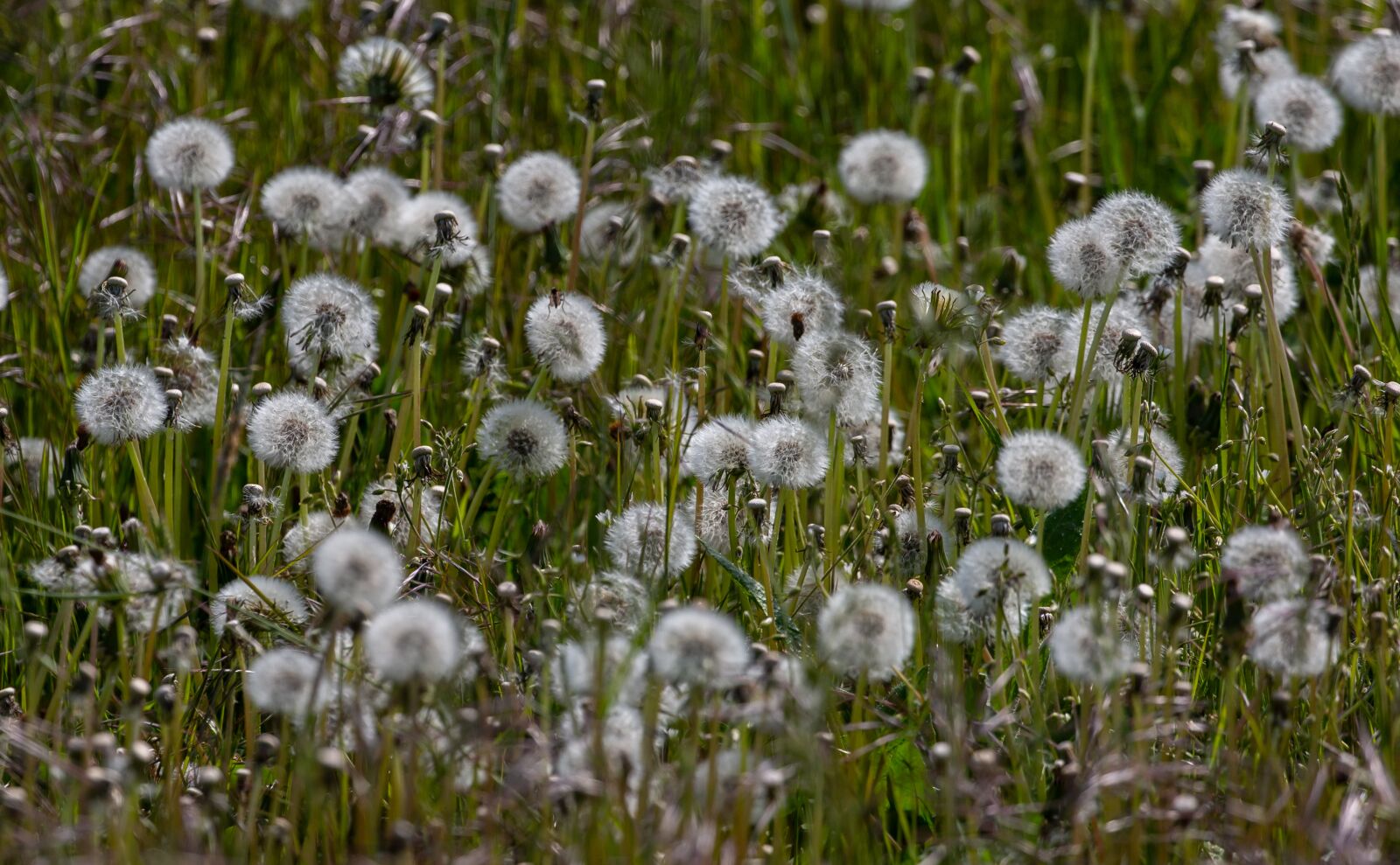 Canon EOS 5D Mark III sample photo. Dandelion clock, dandelion seeds photography
