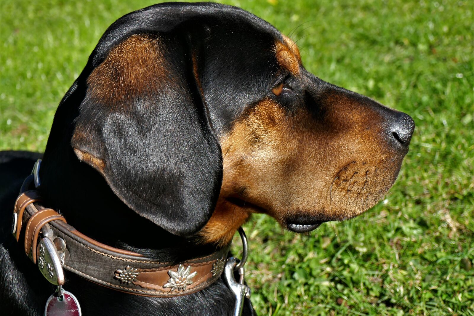 Panasonic DMC-TZ101 sample photo. Dog, pet, bracke photography