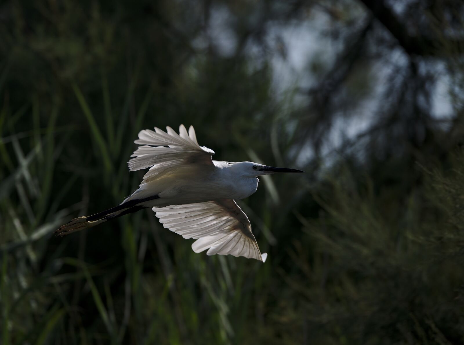 Nikon D750 sample photo. Egret, camargue, pont de photography