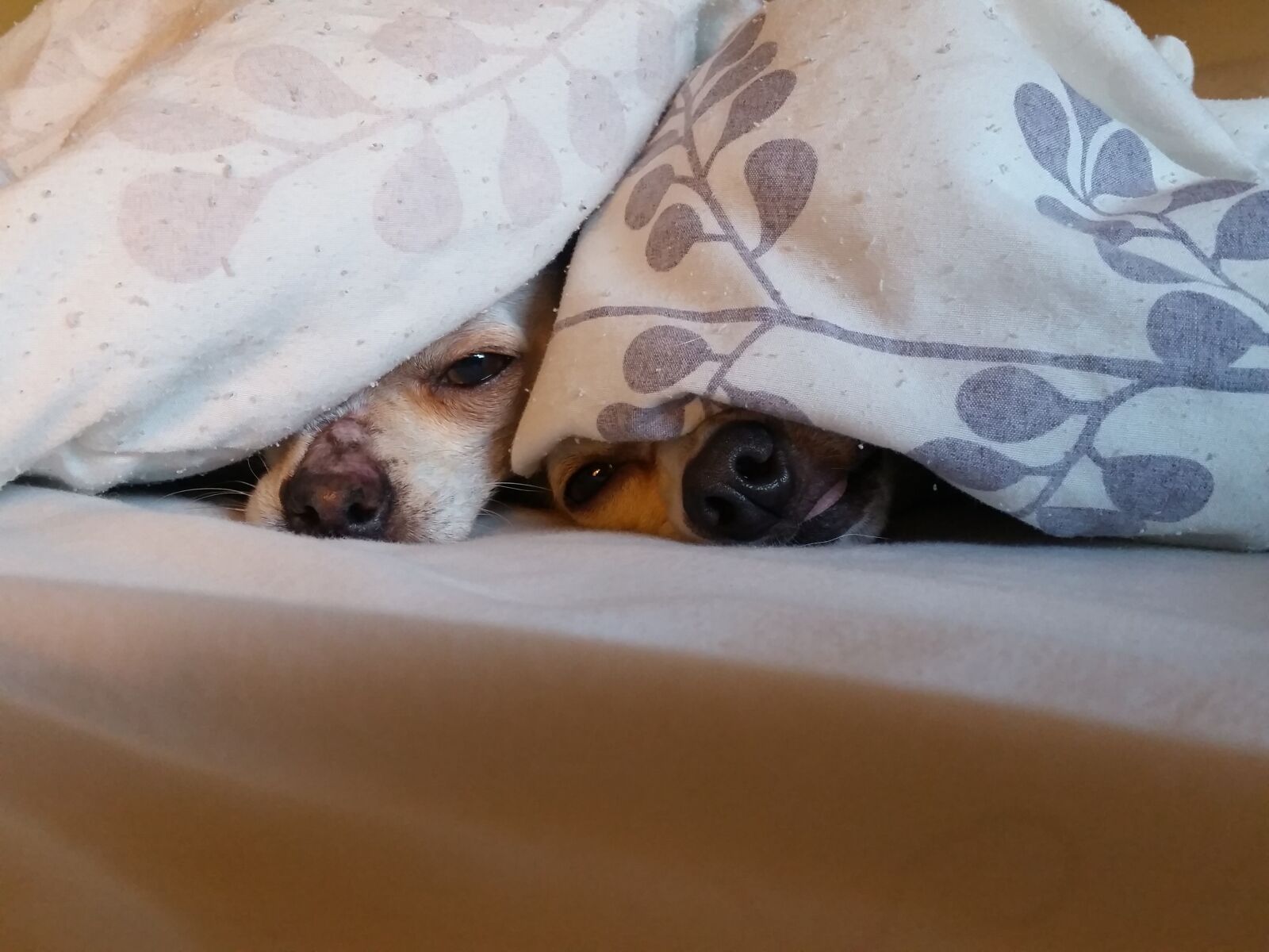 Samsung Galaxy S5 sample photo. Chihuahua, dogs, puppy photography
