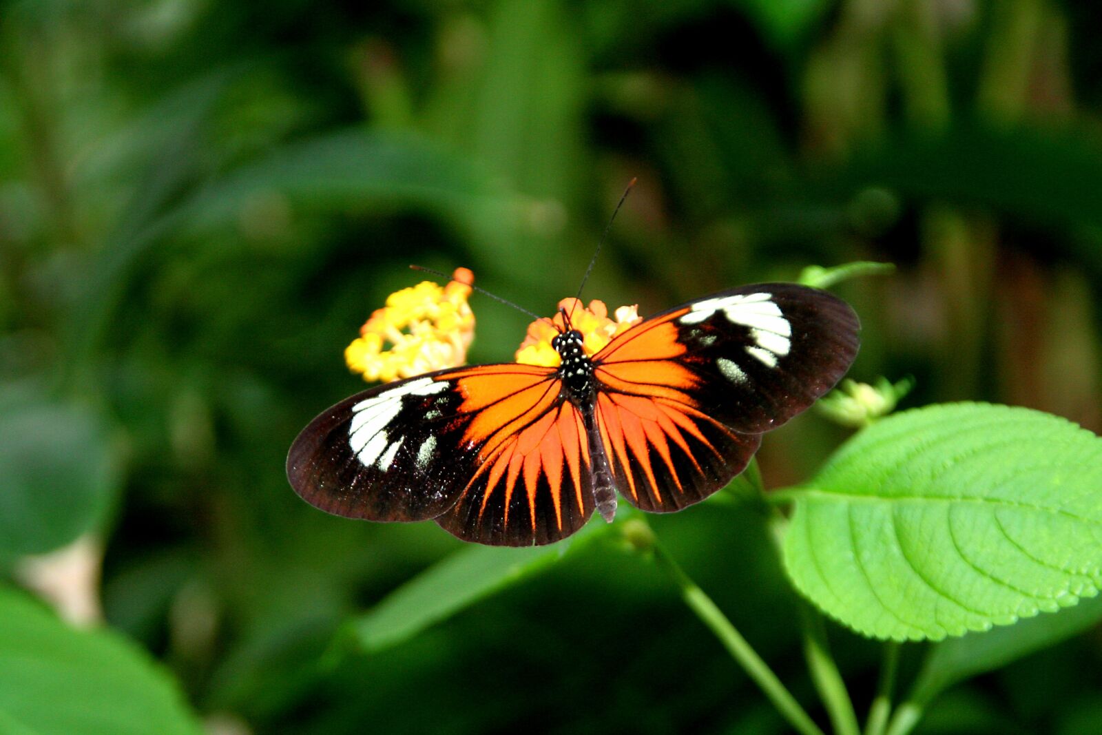 Canon EOS 350D (EOS Digital Rebel XT / EOS Kiss Digital N) sample photo. Butterfly, colorful, insect photography