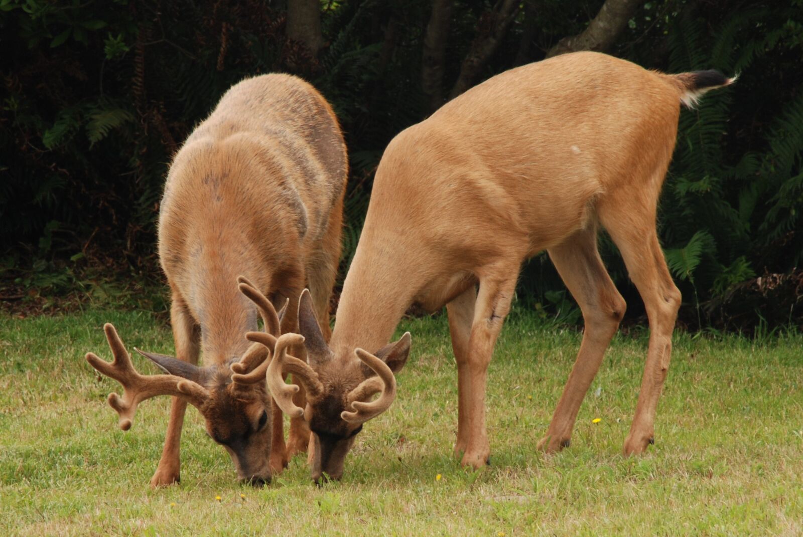 Nikon D80 sample photo. Deer, mammal, fauna photography