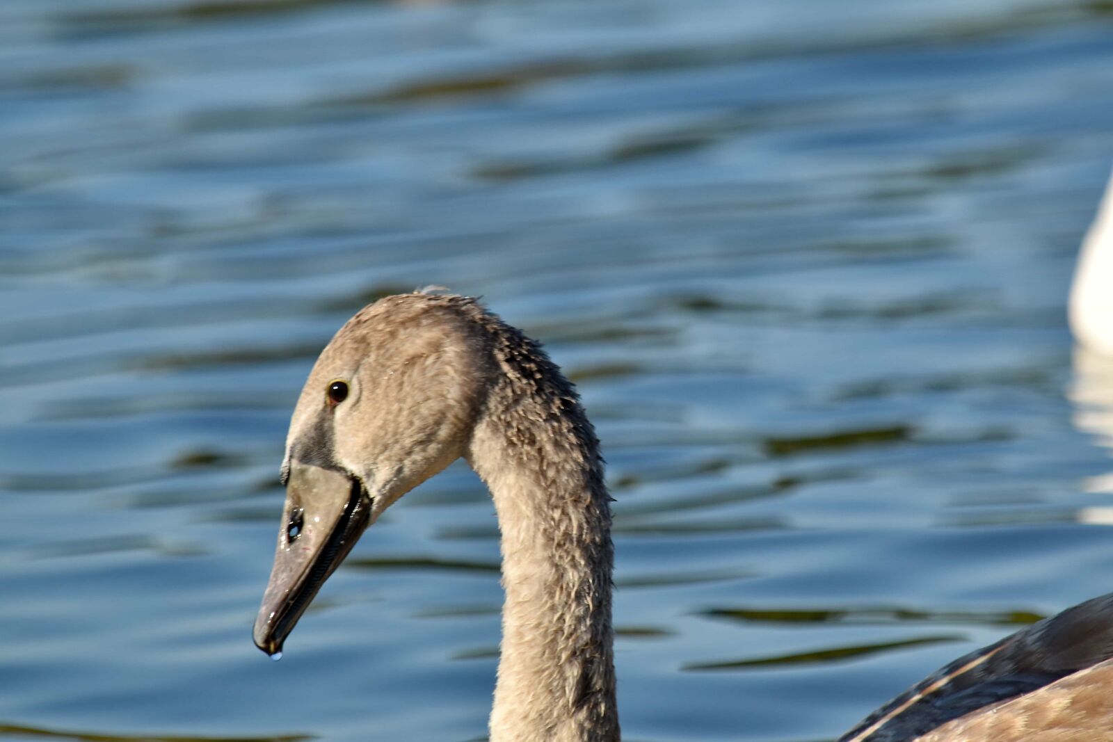 Nikon D5500 sample photo. Grey, head, swan, young photography