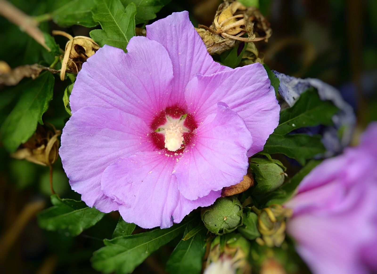 Nikon Coolpix P900 sample photo. Flowers, nature, garden photography