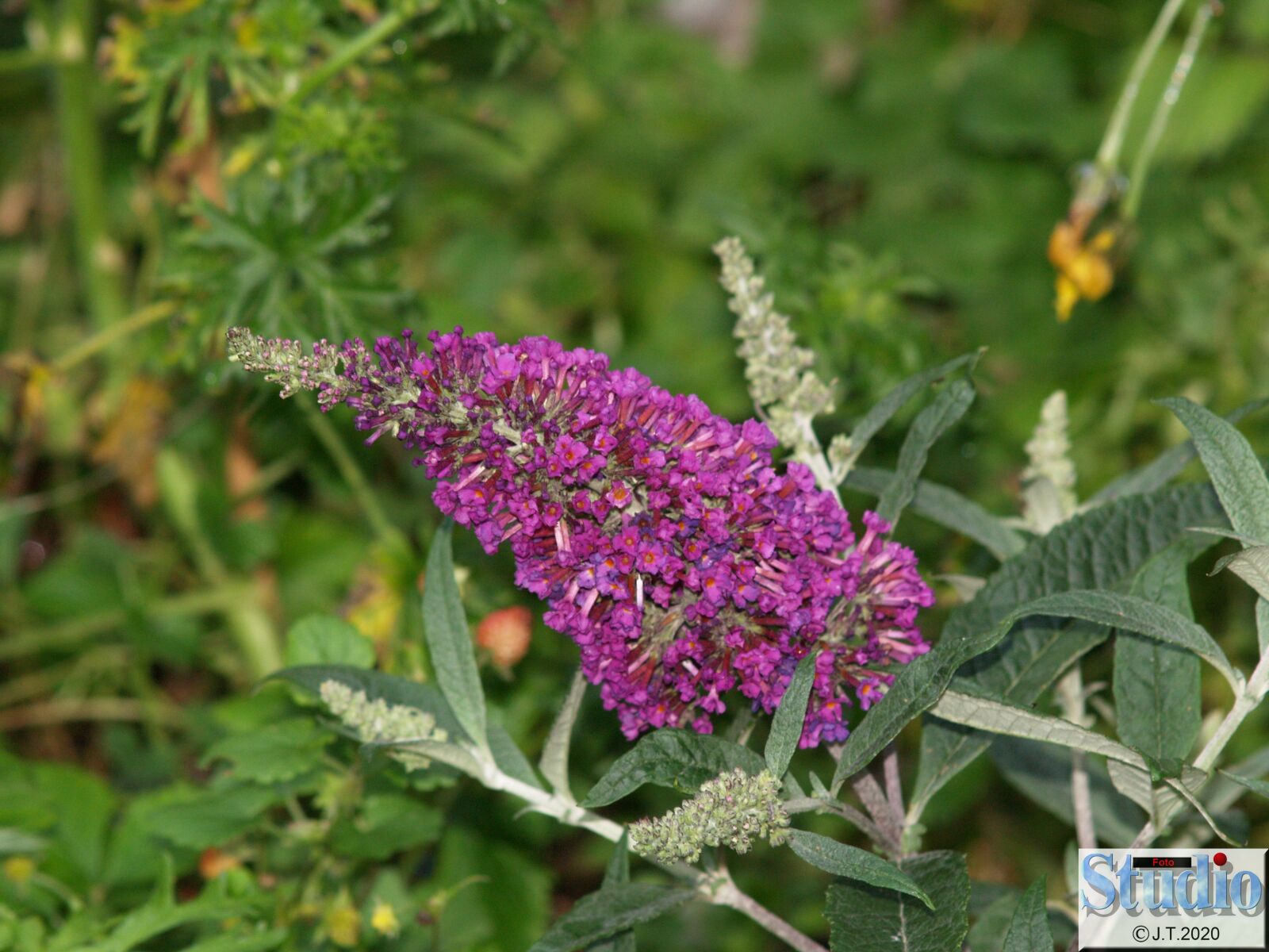 Olympus E-500 (EVOLT E-500) sample photo. Flowers, summer, summer lilac photography