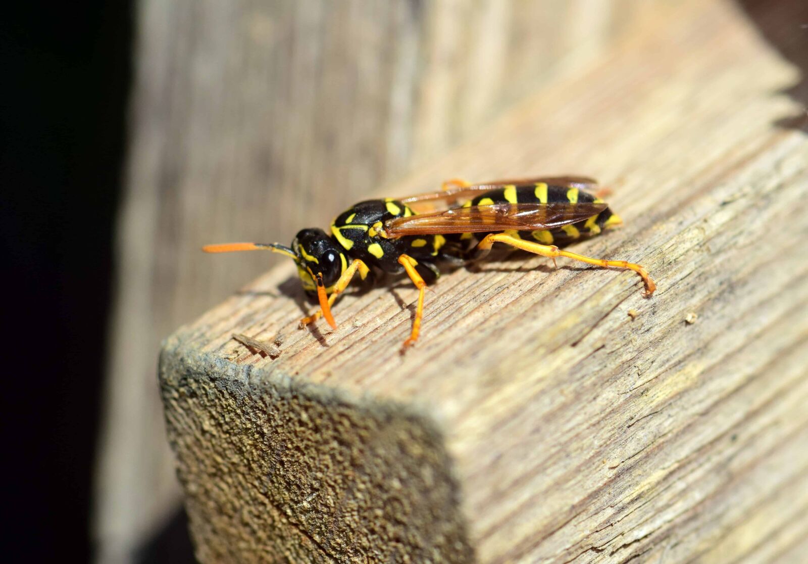 Nikon D3300 sample photo. Nature, wildlife, macro, animal photography