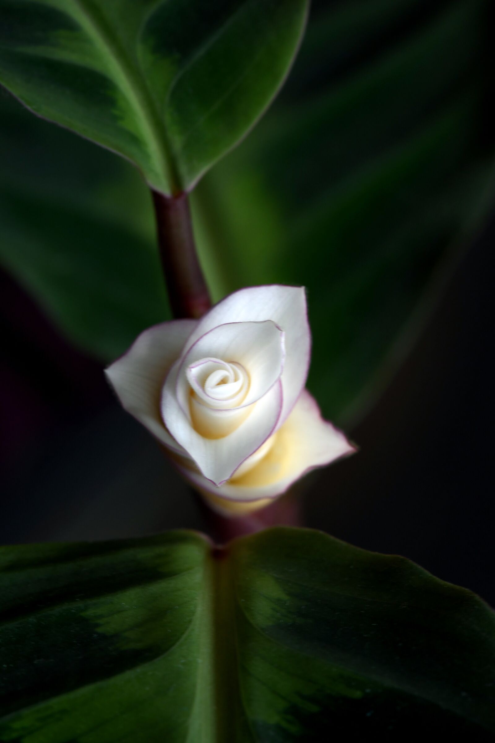 Nikon D500 sample photo. Calathea, basket marante, houseplant photography