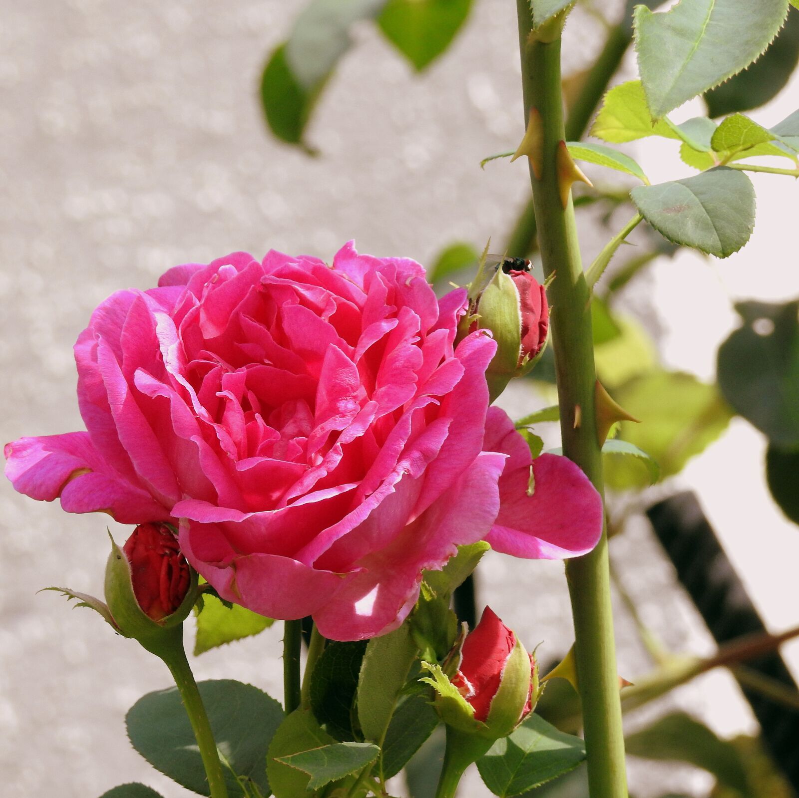 Nikon Coolpix P900 sample photo. Rose, flower, pink photography