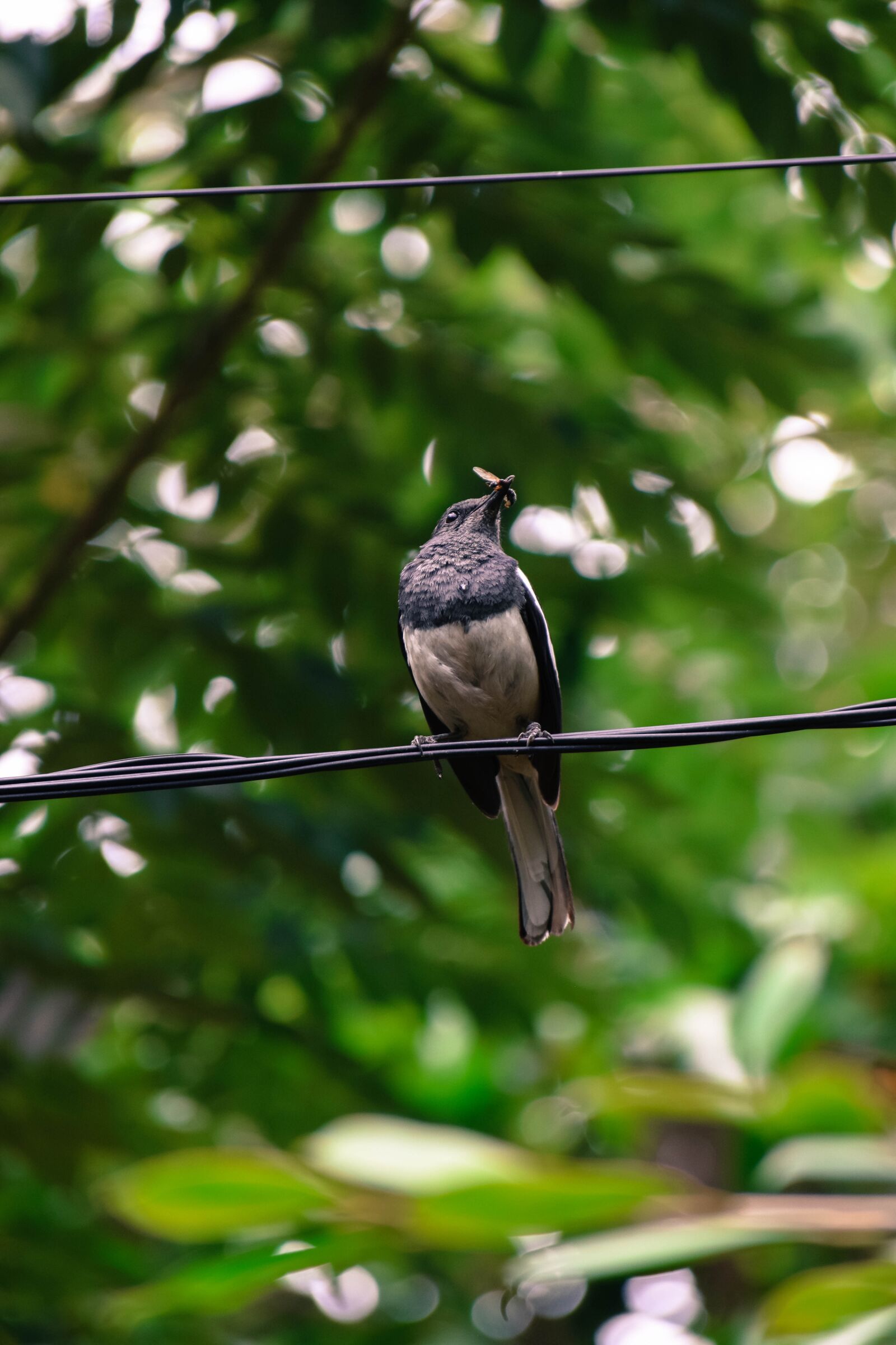 Nikon D3300 sample photo. Bird, wild, nature photography