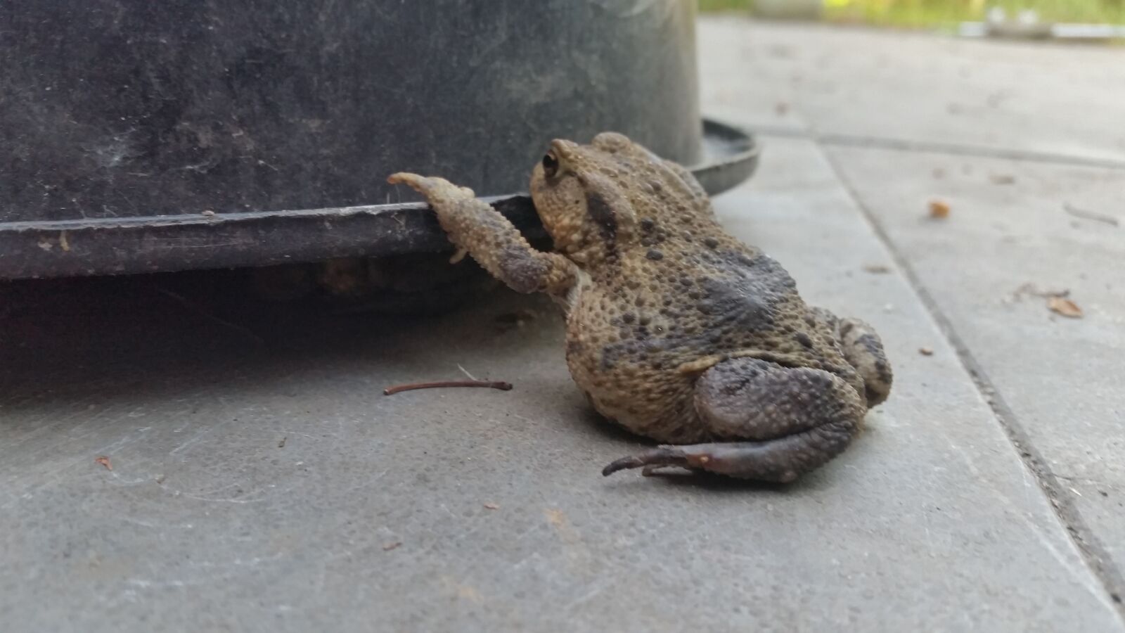 Samsung Galaxy S5 sample photo. Frog, path, bucket photography