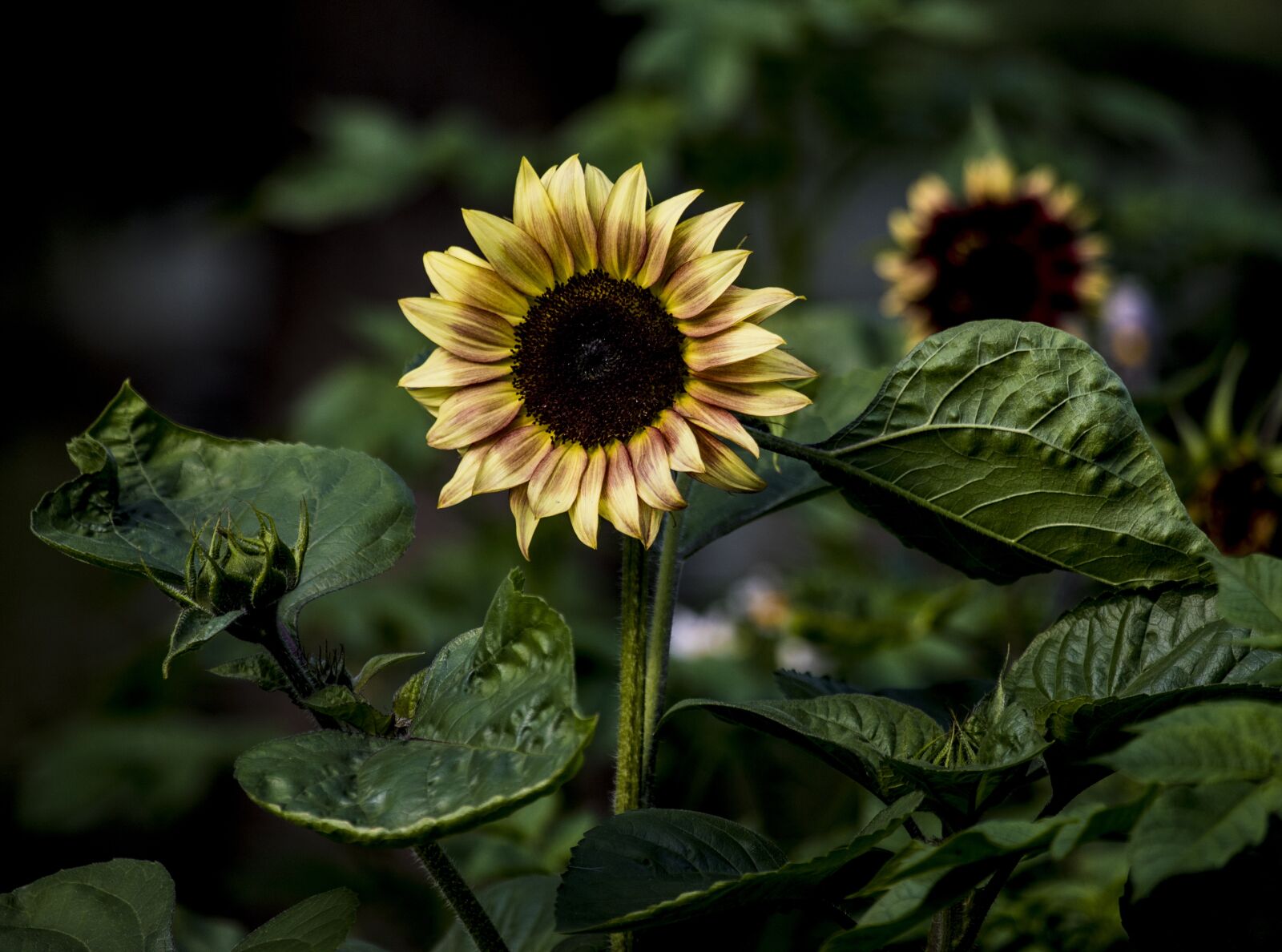 Canon EF 100-400mm F4.5-5.6L IS USM sample photo. Sunflower, plant, flower photography