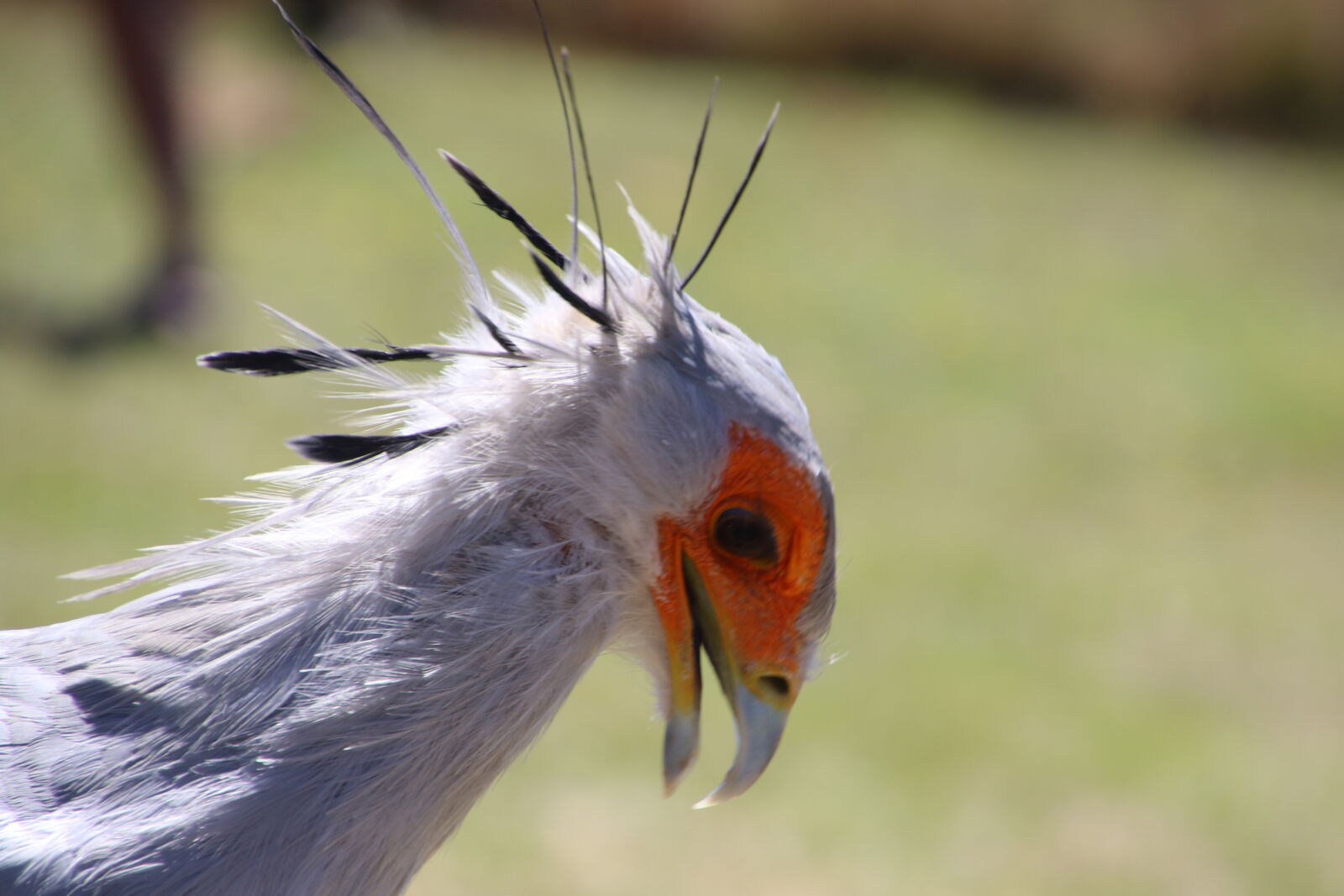 Canon EOS 7D Mark II sample photo. Bird, bird, of, prey photography