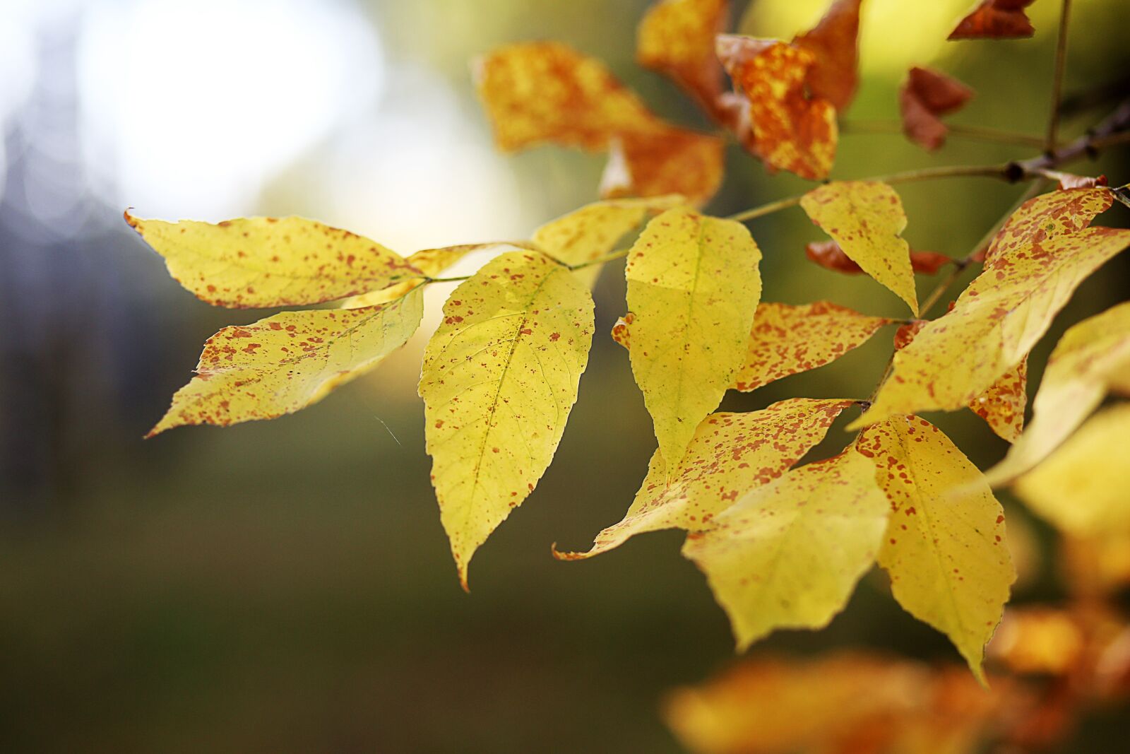 Canon EF 85mm F1.8 USM sample photo. Autumn, leaves, yellow photography