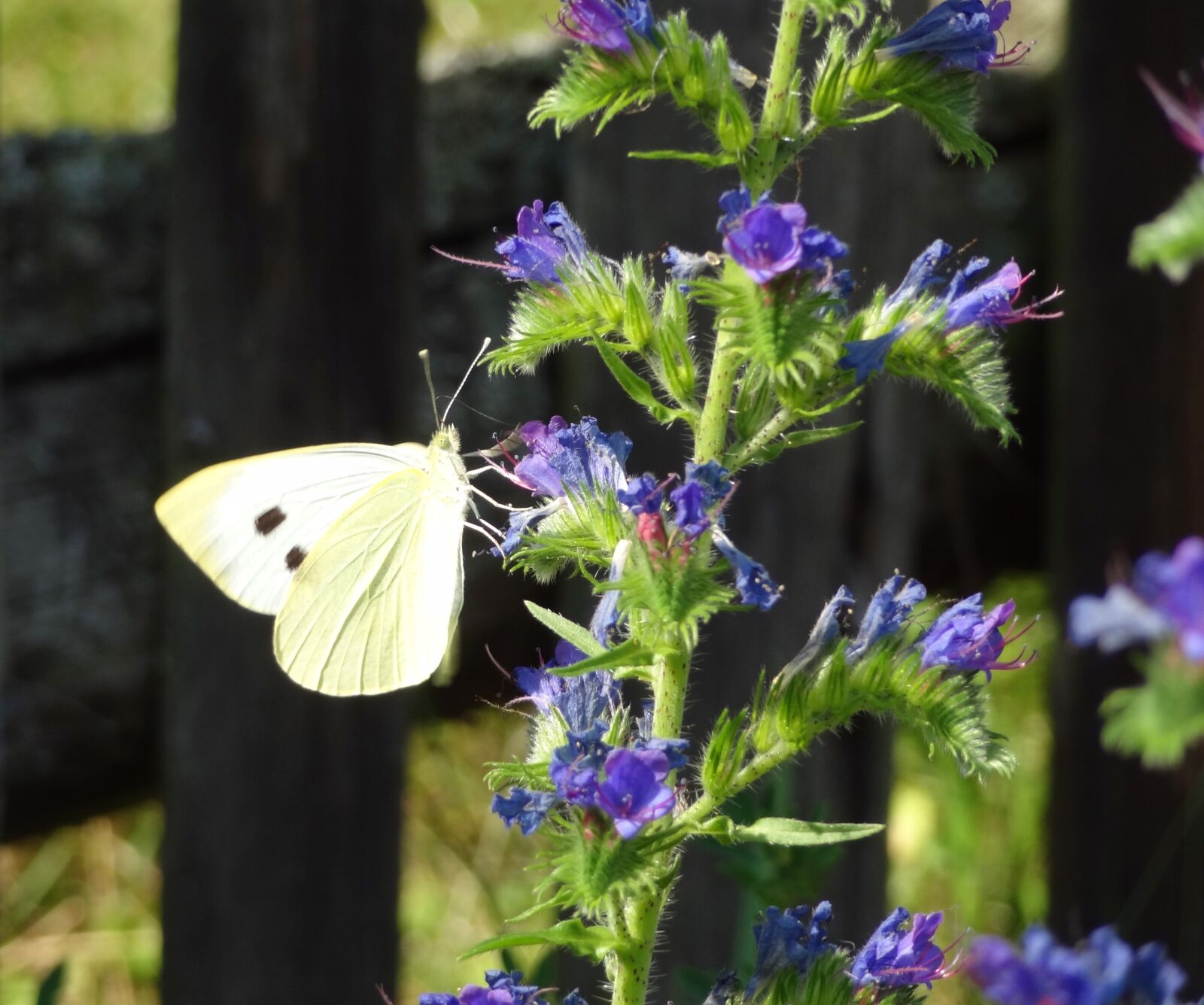 Sony Cyber-shot DSC-HX9V sample photo. Butterfly, cornflower, cabbage white photography